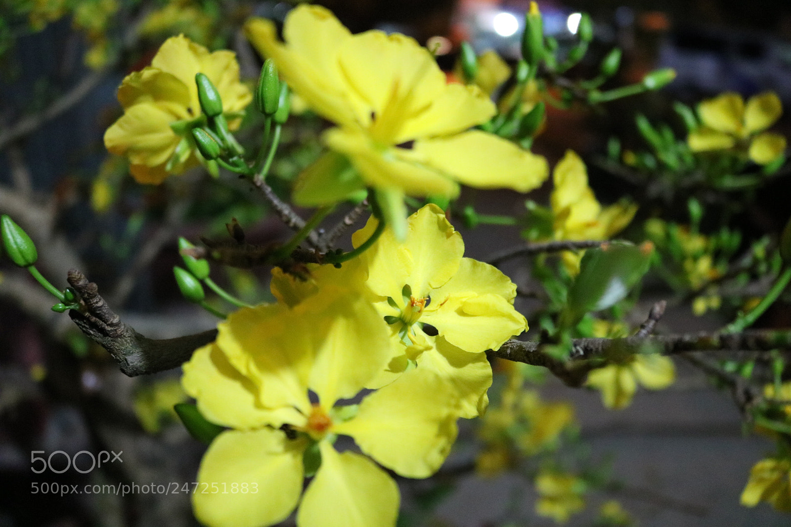 Canon EOS 750D (EOS Rebel T6i / EOS Kiss X8i) sample photo. [] photography