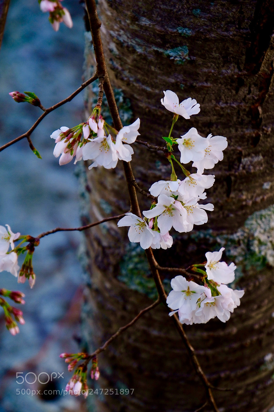 Fujifilm X-T20 sample photo. Cherry photography