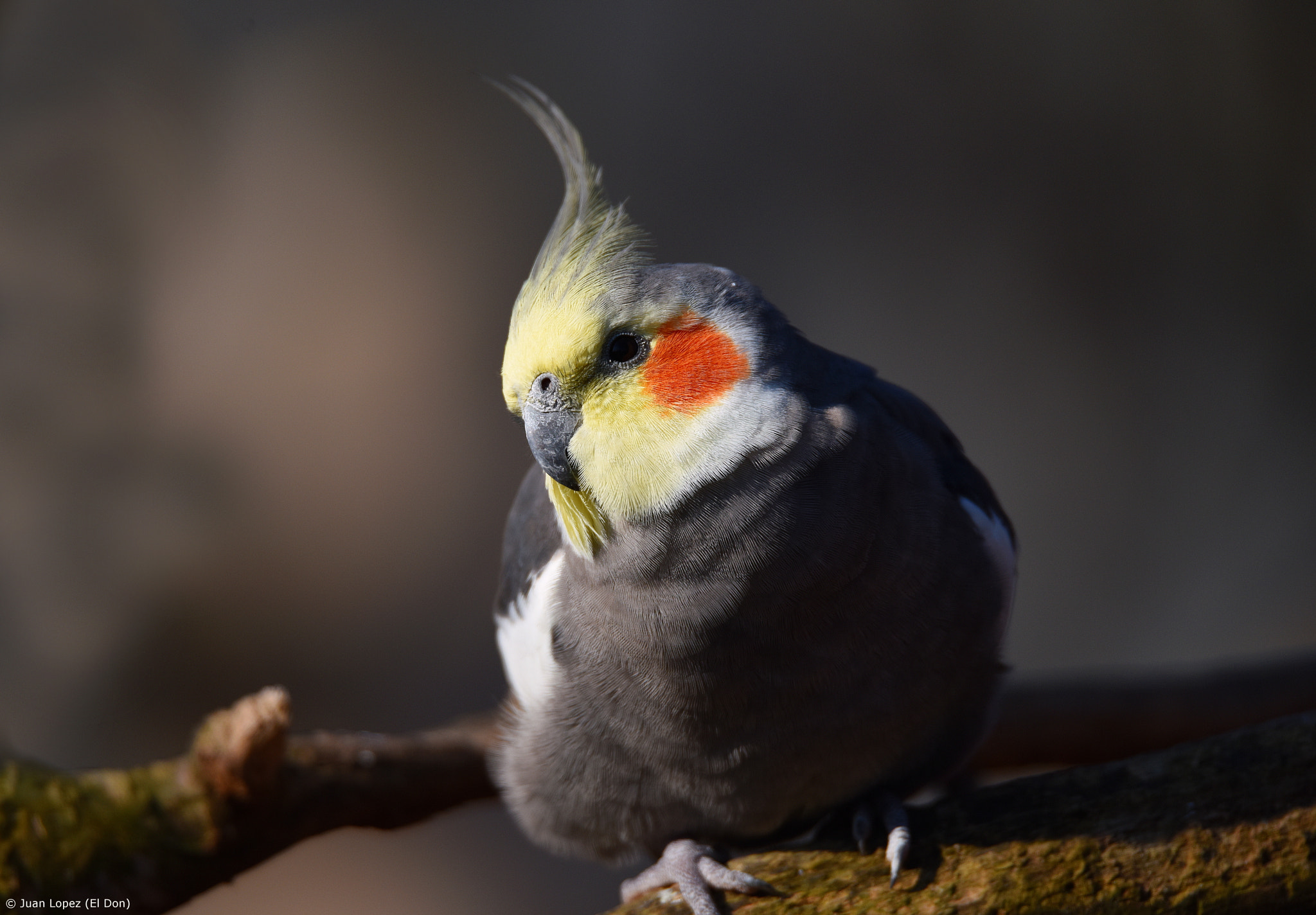 Sigma 150-600mm F5-6.3 DG OS HSM | S sample photo. Bird...red cheeks...!! photography