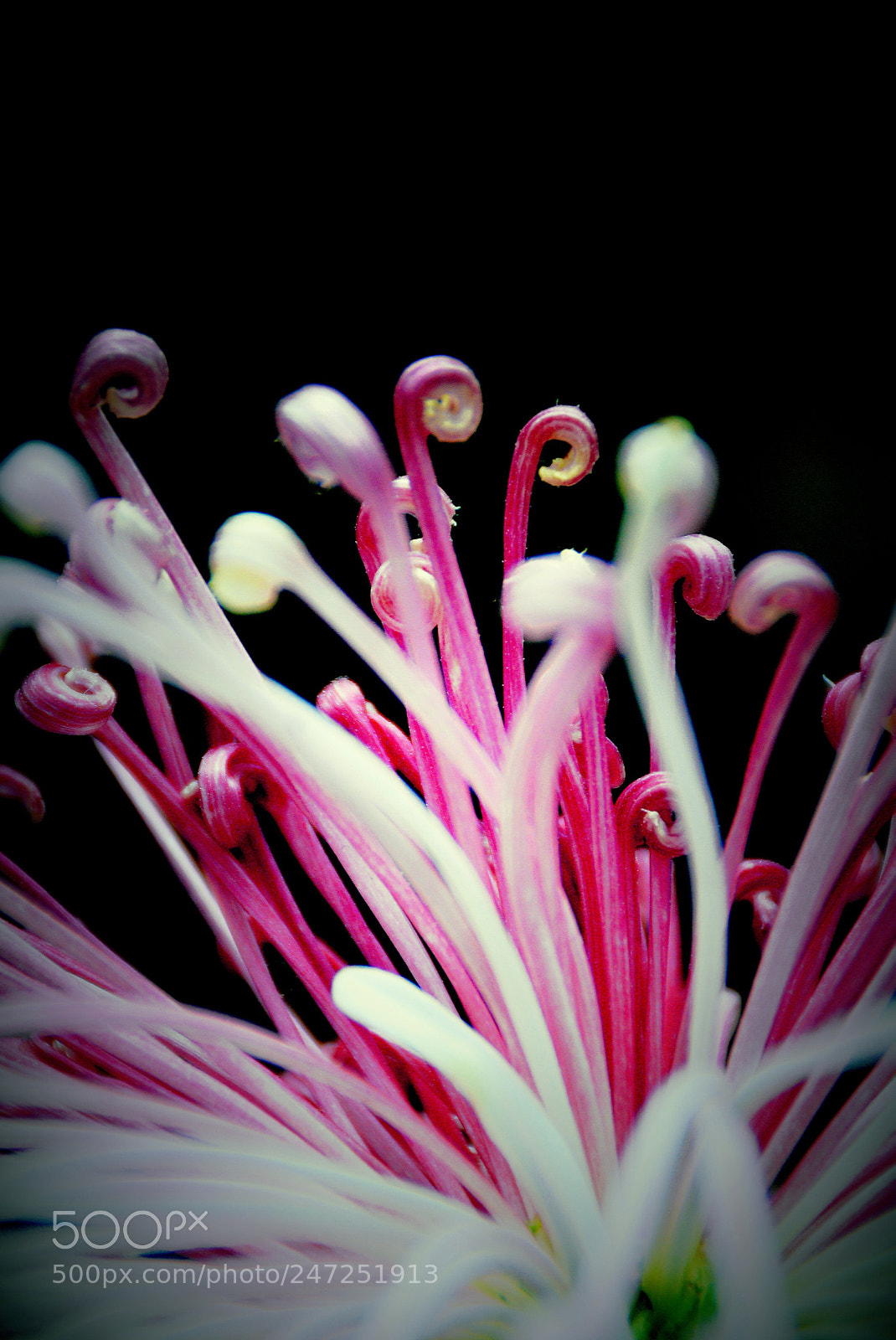 Nikon D610 sample photo. Pure bunga photography