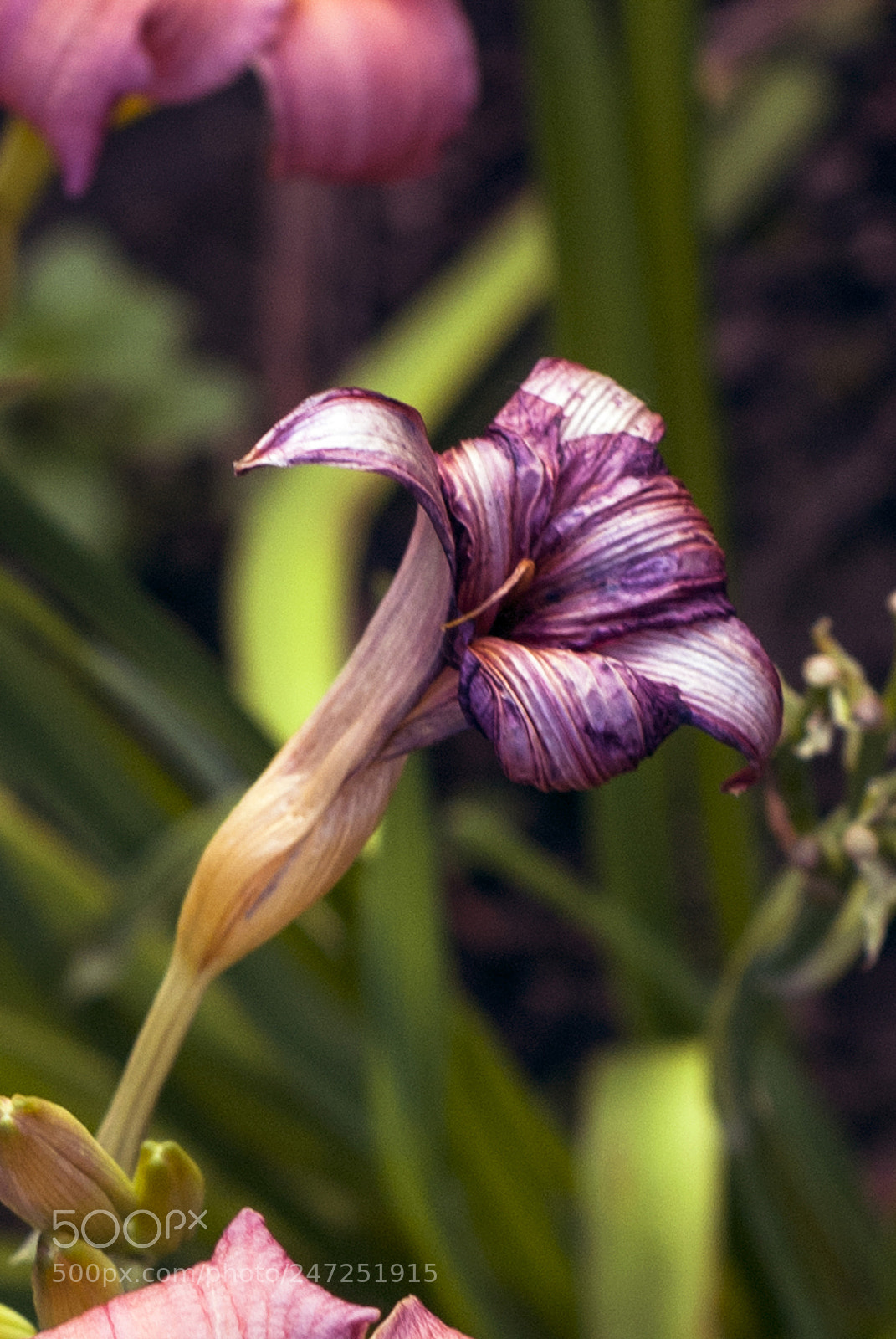 Nikon D80 sample photo. Flower photography