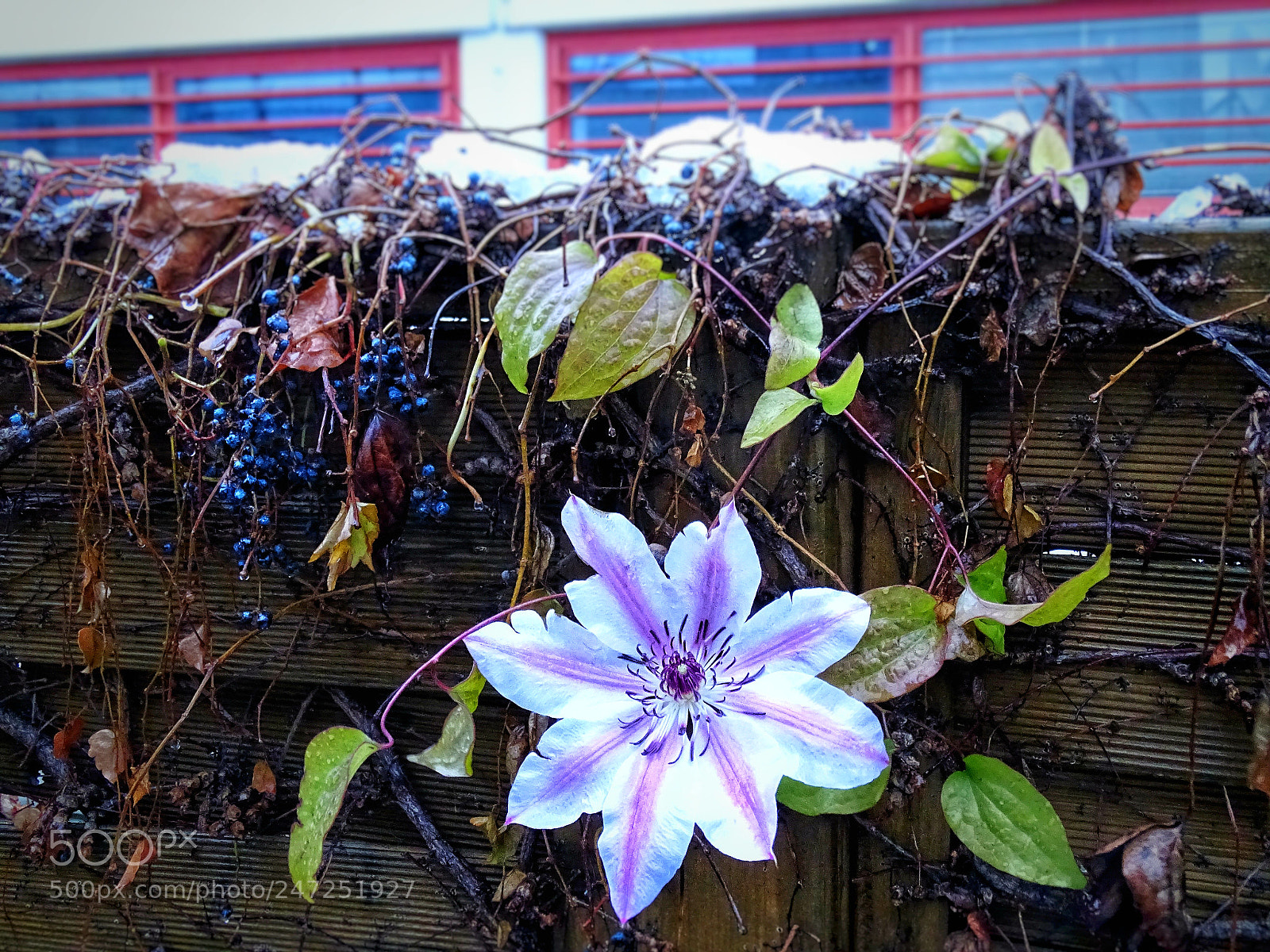 Sony Cyber-shot DSC-HX400V sample photo. Warmth in the cold photography