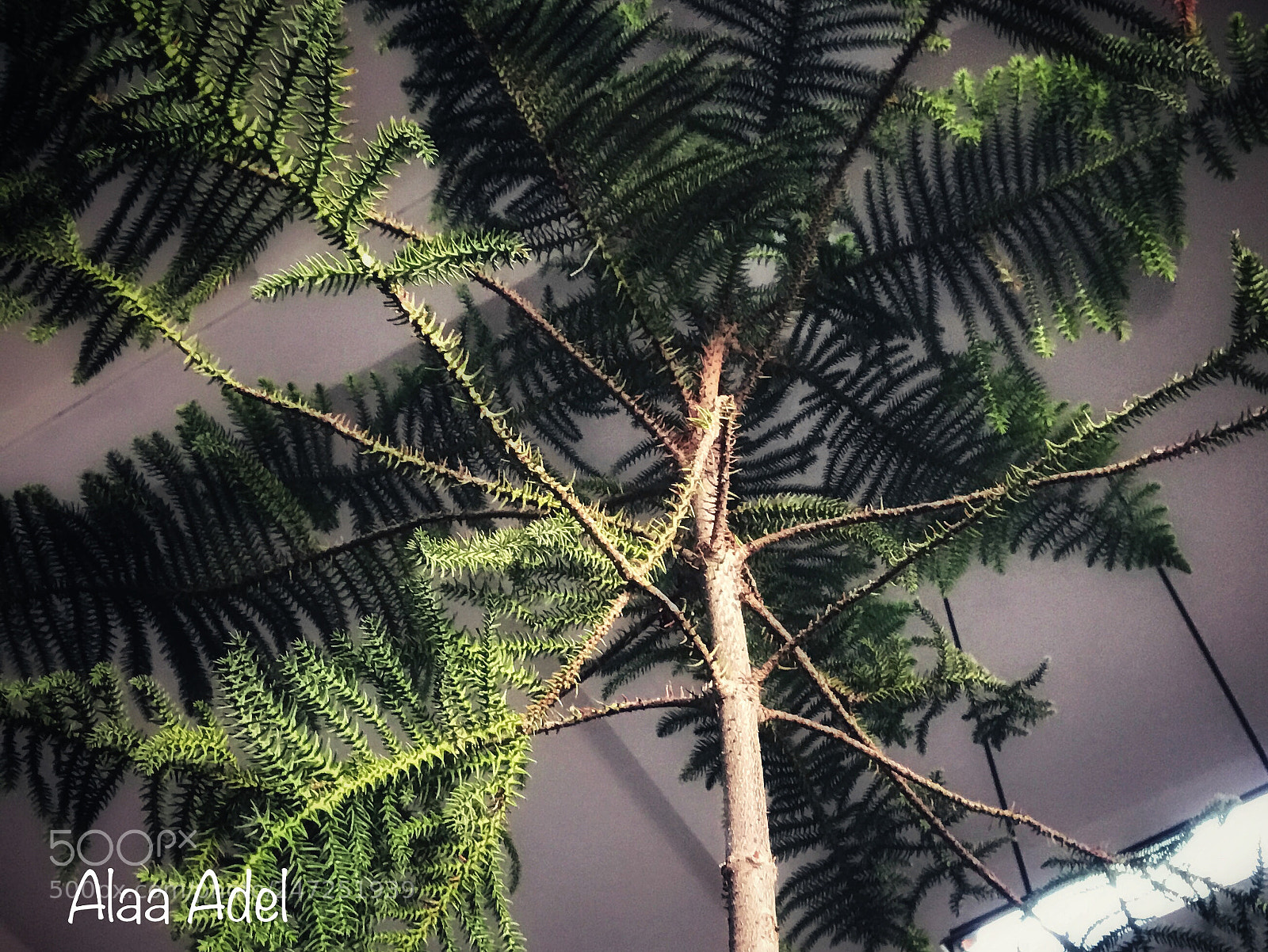 Apple iPhone 7 sample photo. Untitled photography