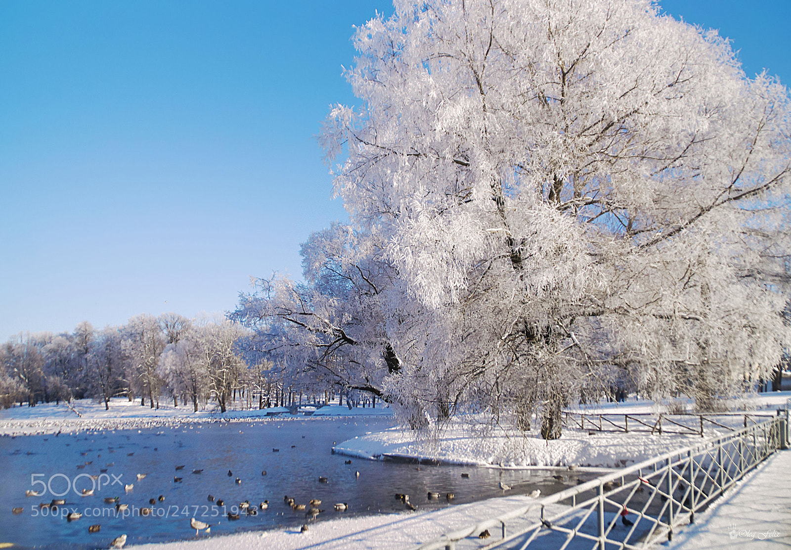Sony SLT-A37 sample photo. Frosty day... photography