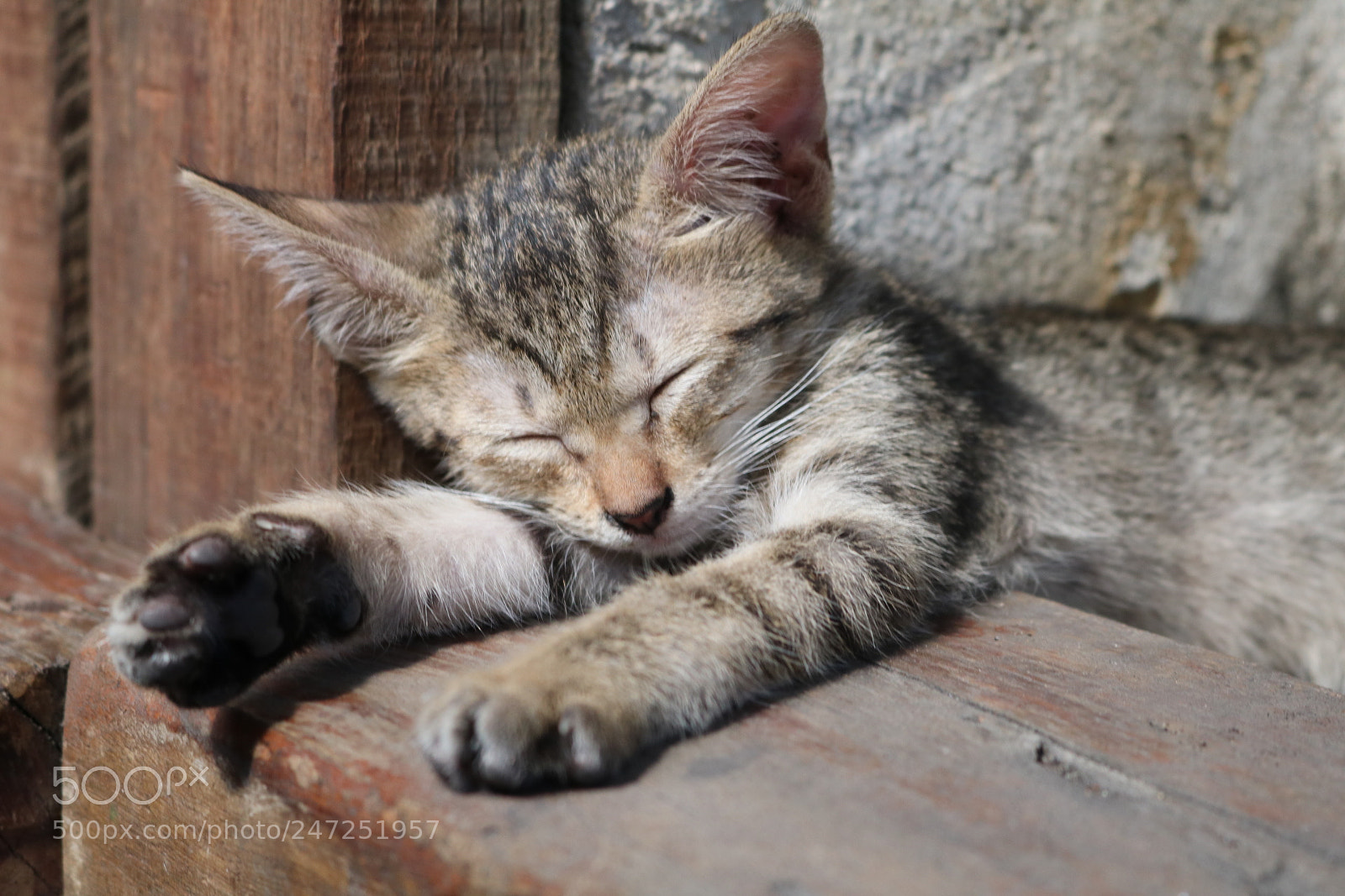 Canon EOS 750D (EOS Rebel T6i / EOS Kiss X8i) sample photo. [] photography
