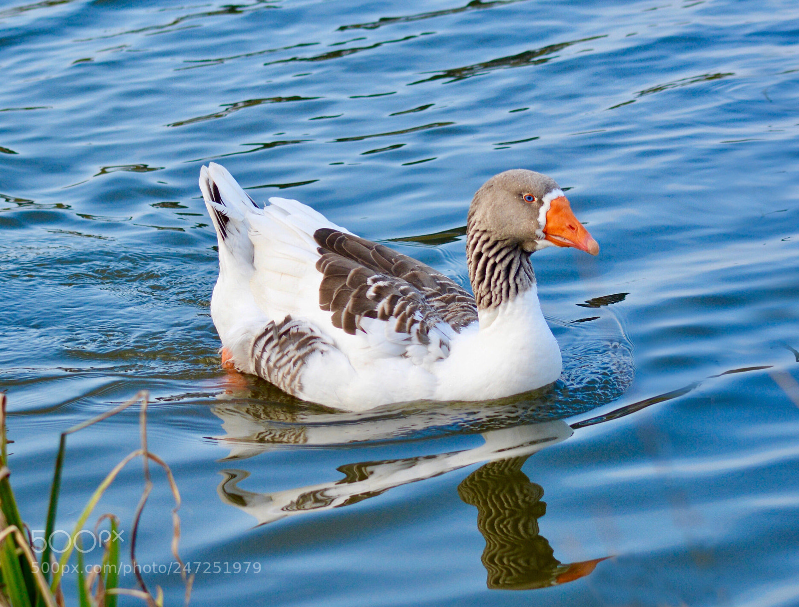 Nikon D5200 sample photo. Graylag goose photography