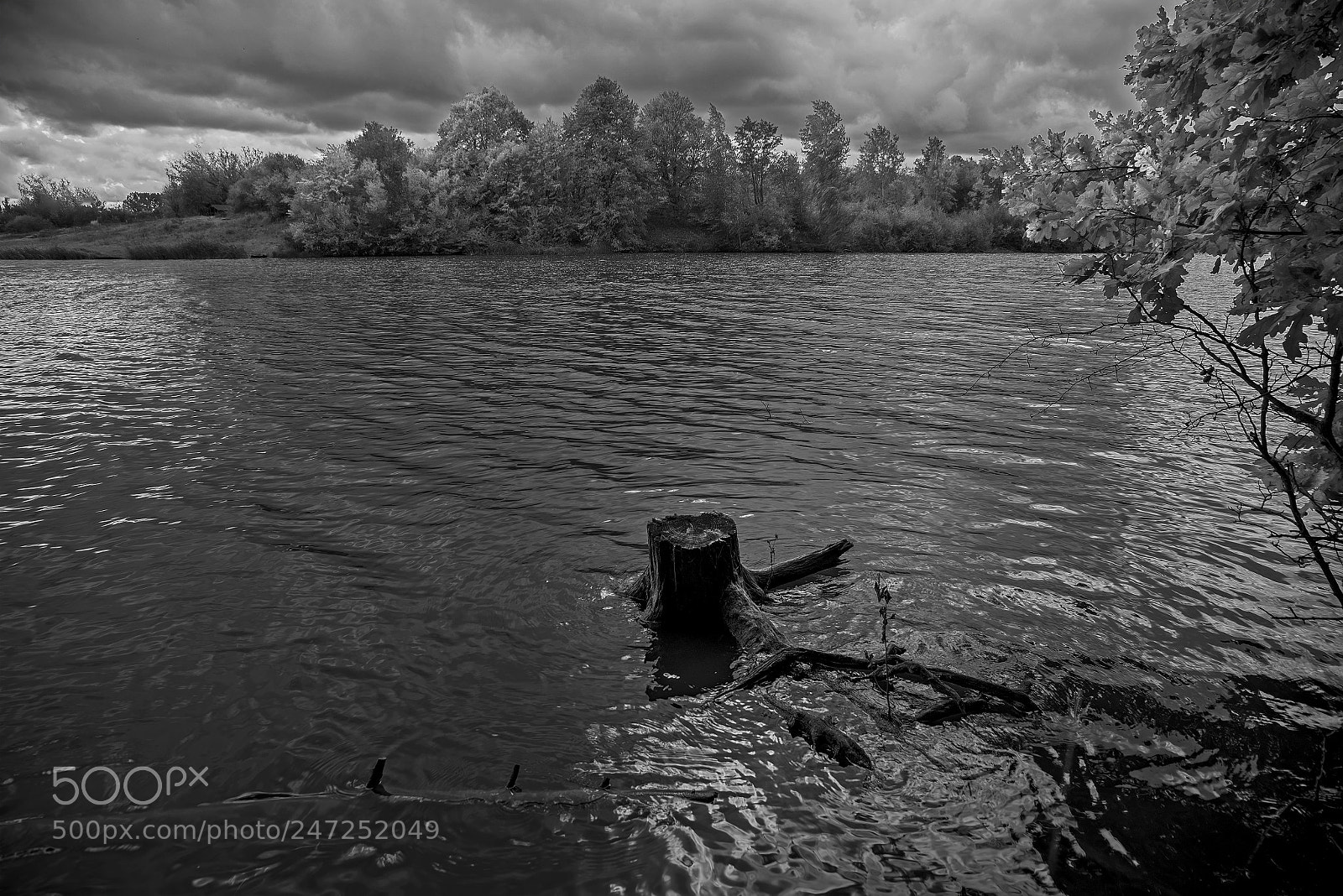 Nikon D800E sample photo. Stump photography