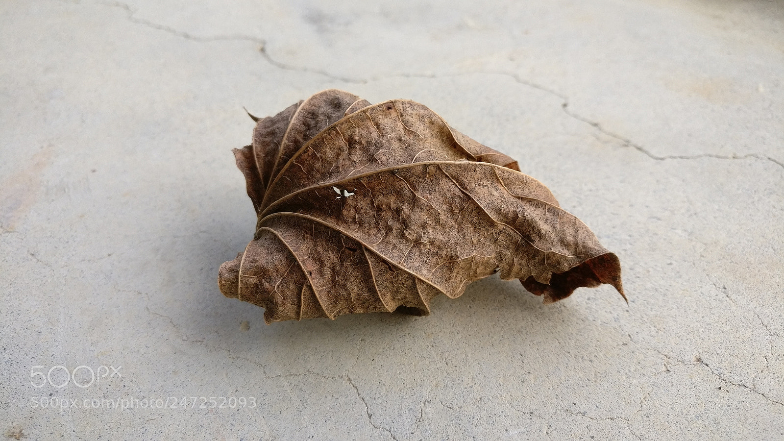 OnePlus A3000 sample photo. Dry leaf photography