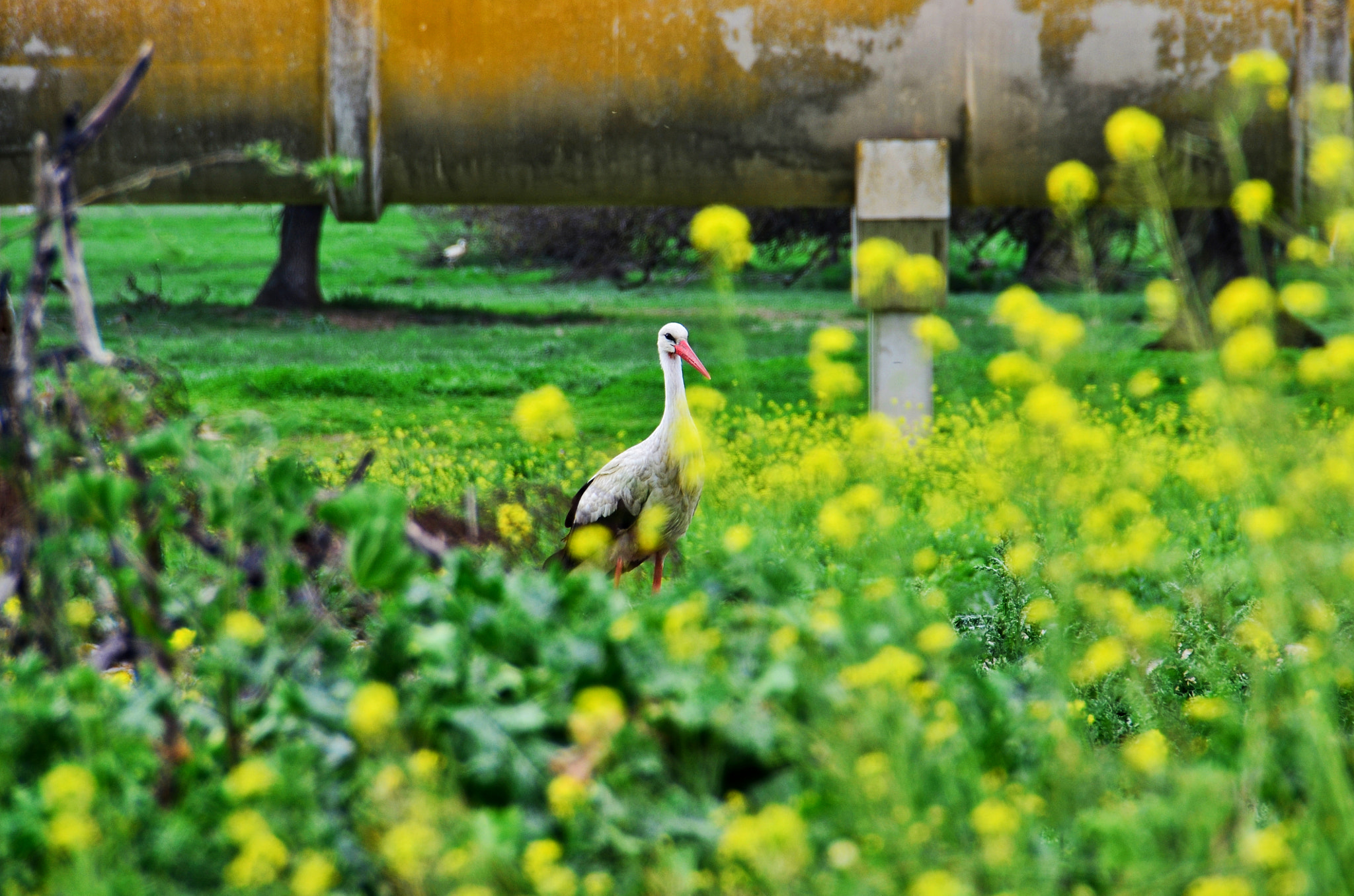 Nikon D5100 + Sigma 18-200mm F3.5-6.3 II DC OS HSM sample photo. Cigüeña vigilando photography