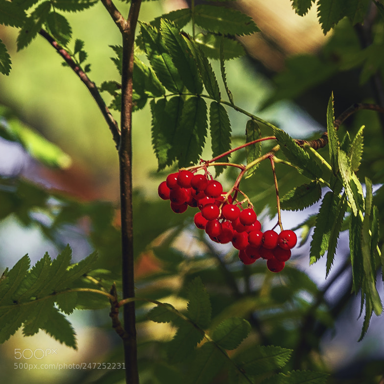 Olympus OM-D E-M5 II sample photo. Rowan photography