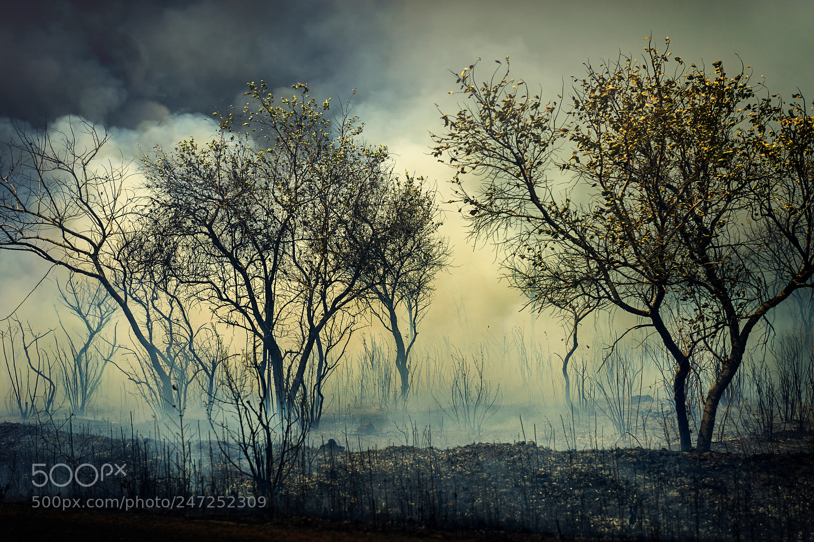 Sony a7 II sample photo. Bush fire, gambia photography