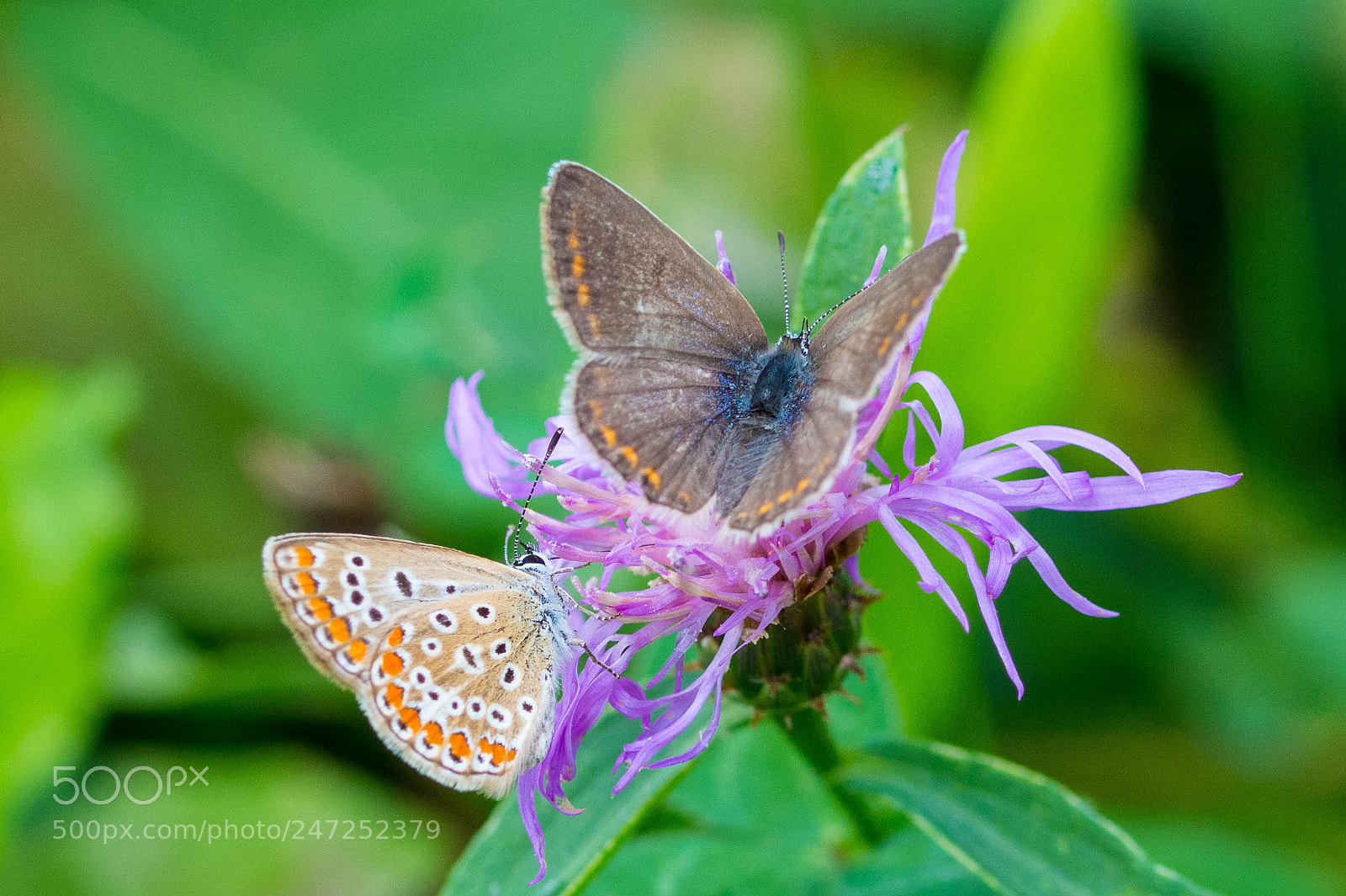Nikon D7200 sample photo. To folco quillici you photography