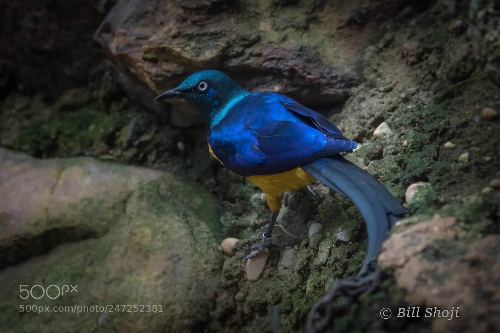 Sony ILCA-77M2 sample photo. Beautiful blue aqua yellow photography