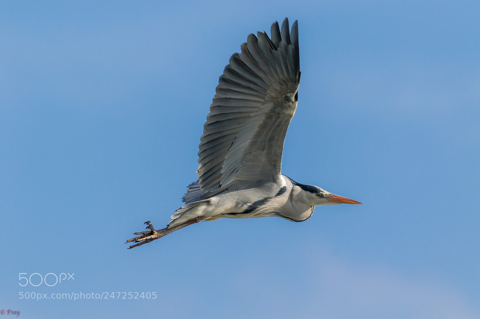 Canon EOS 7D Mark II sample photo. Fly by photography