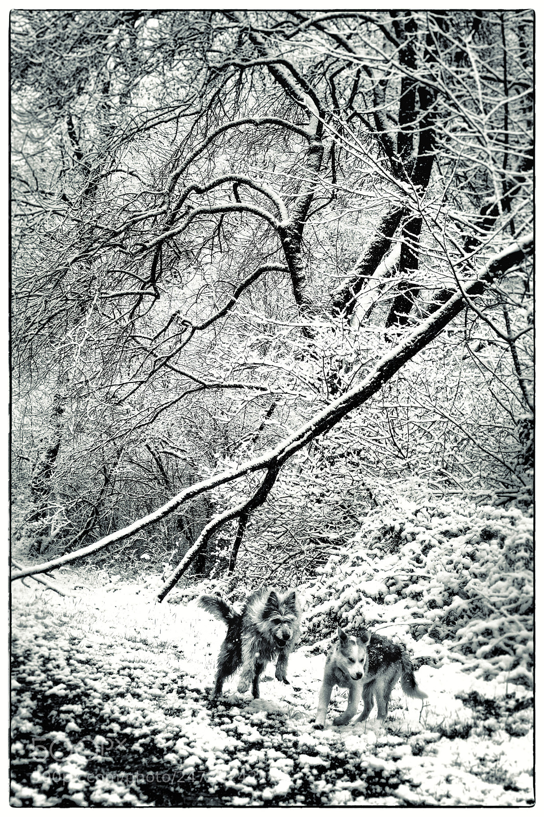 Nikon D7200 sample photo. White war game photography