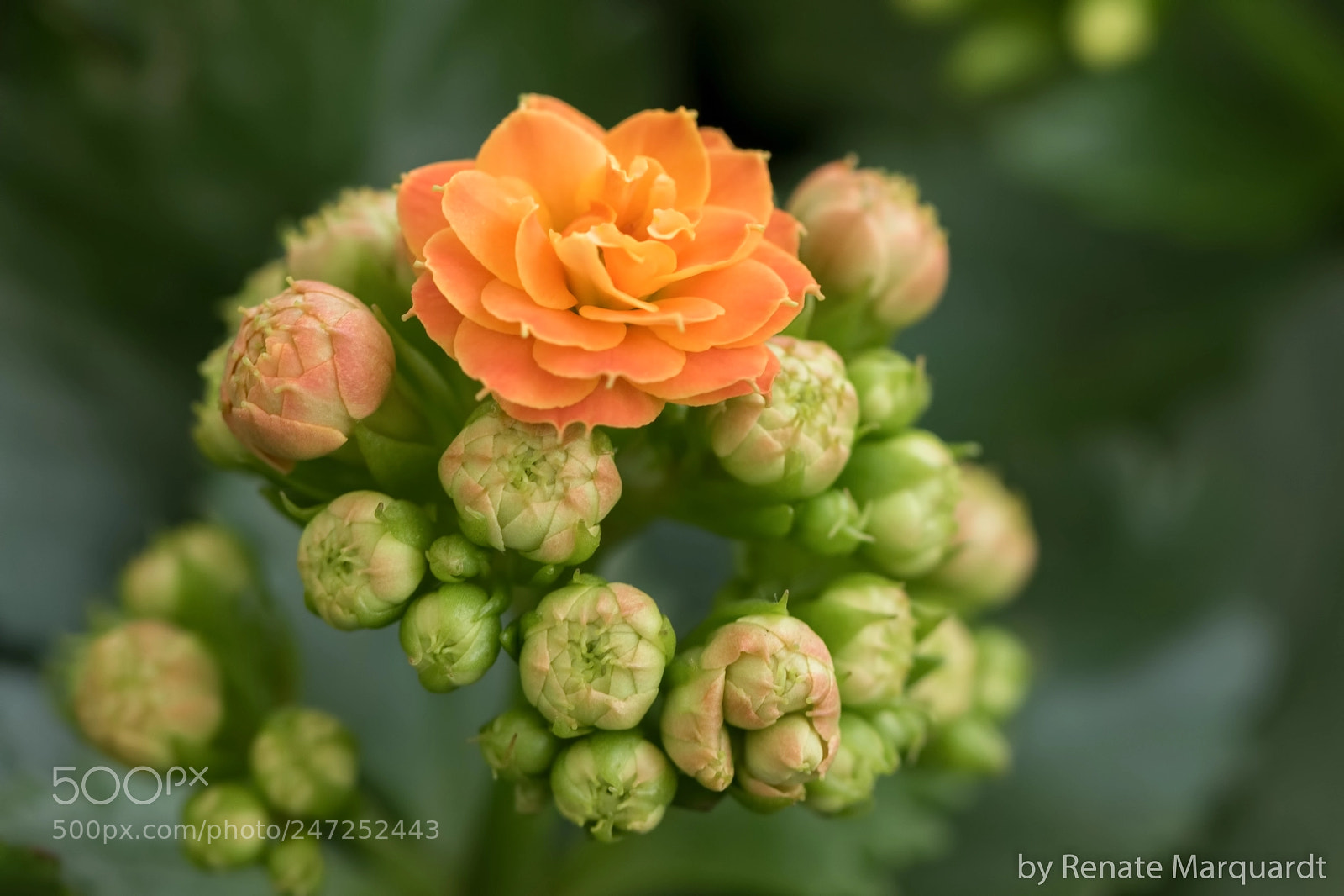 Canon EOS 7D Mark II sample photo. Kalanchoe oder flammendes k photography