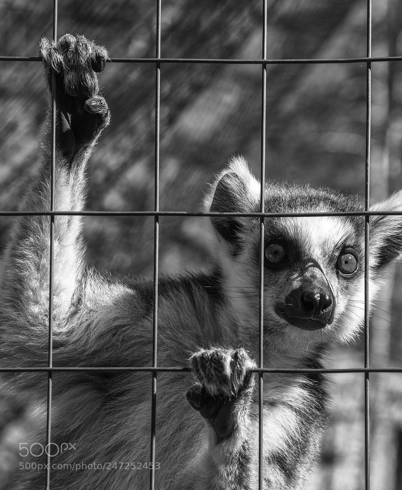 Nikon D610 sample photo. Ring-tailed monkey or lemur photography