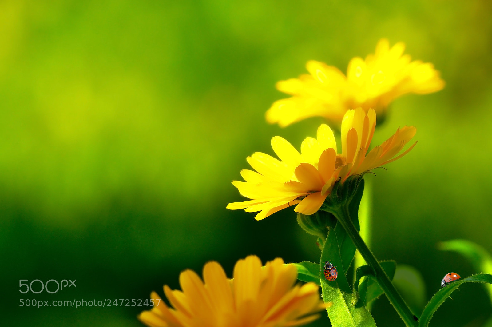 Nikon D5000 sample photo. Desiret colors of summer ;) photography