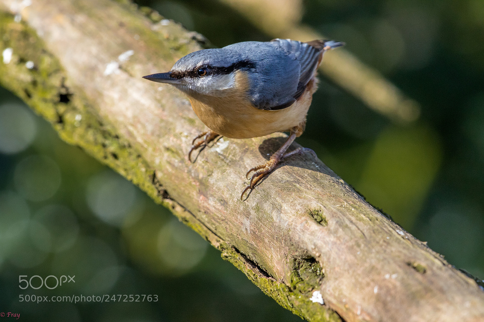 Canon EOS 7D Mark II sample photo. Love these birds, streamline photography