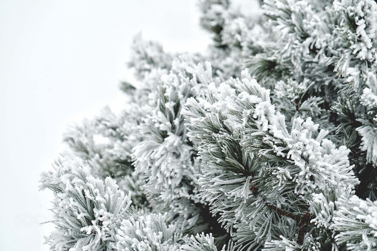 Fujifilm X-T20 sample photo. Touch of frost photography