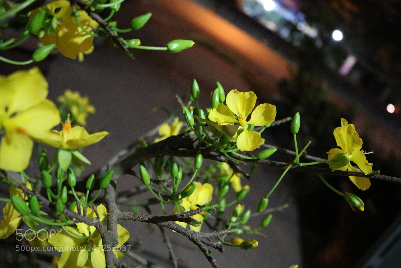 Canon EOS 750D (EOS Rebel T6i / EOS Kiss X8i) sample photo. [] photography