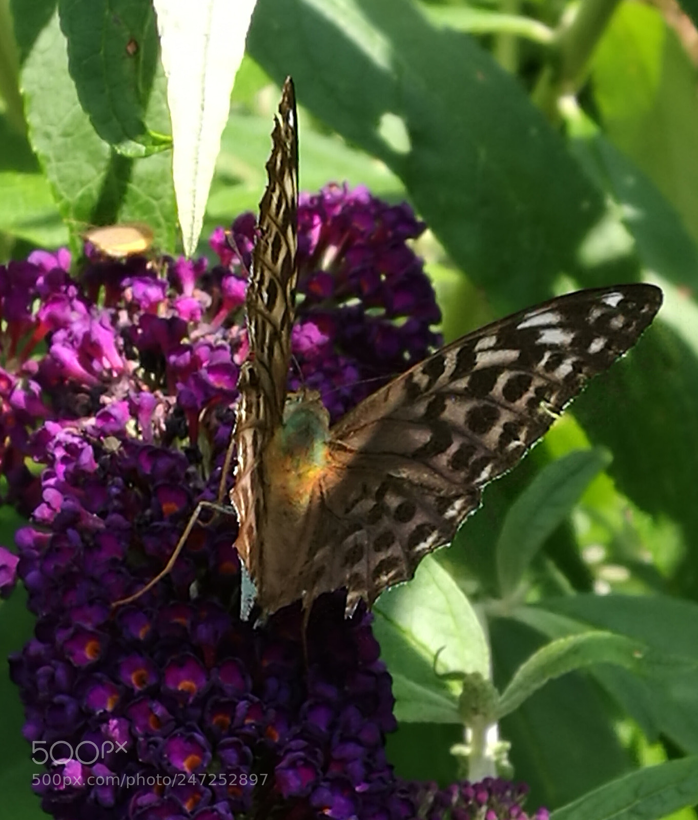 HUAWEI P9 sample photo. Untitled photography