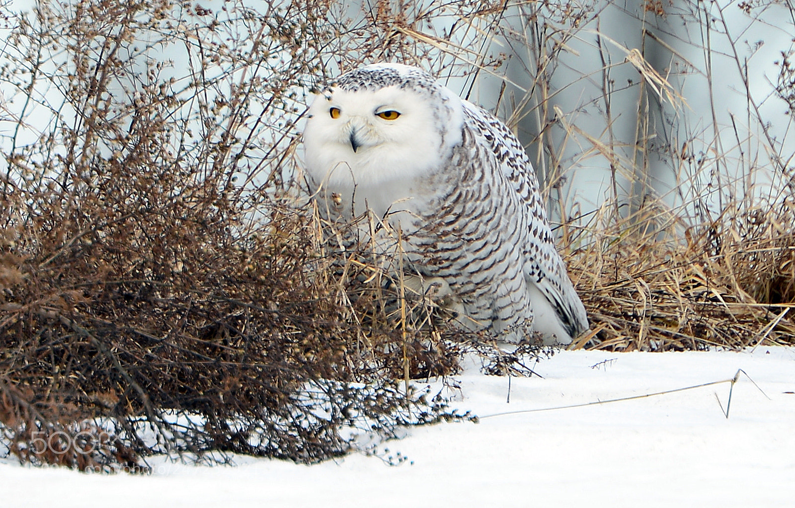 Nikon D610 sample photo. Snowy owl photography