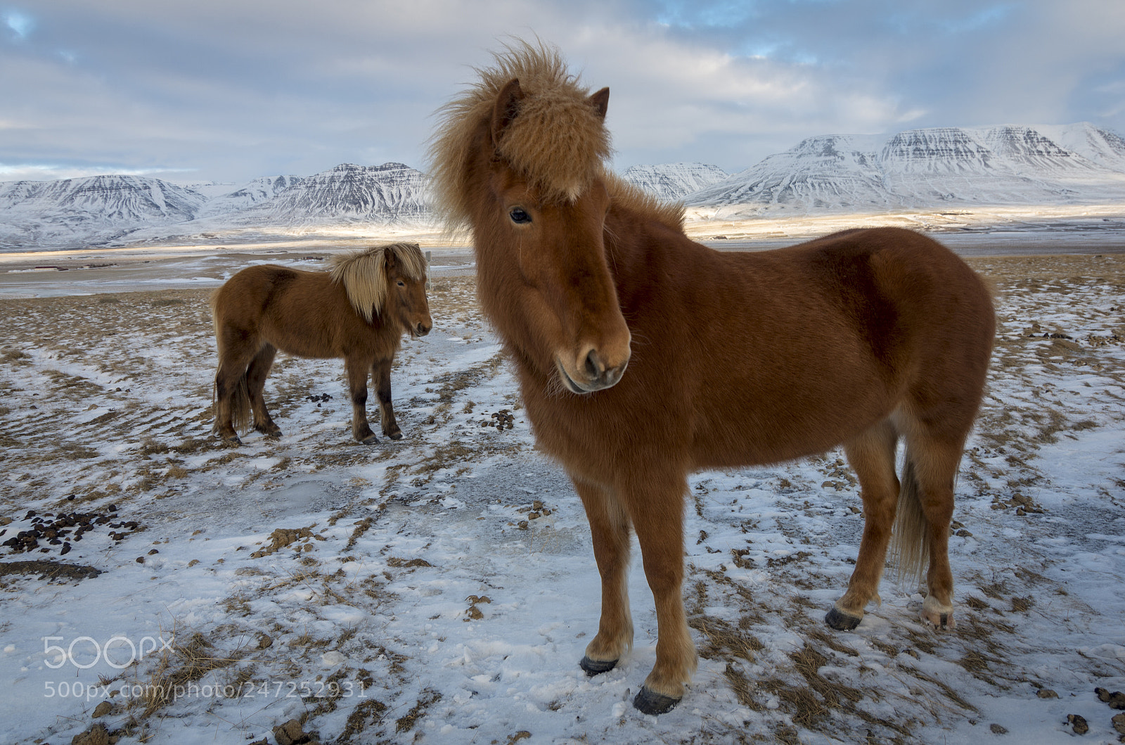 Pentax K-5 II sample photo. Horses photography