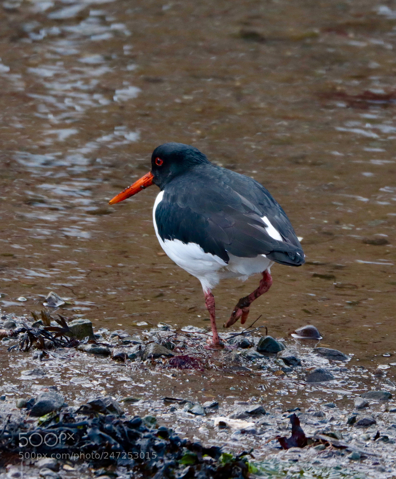 Canon EOS 800D (EOS Rebel T7i / EOS Kiss X9i) sample photo. Oystercatcher photography