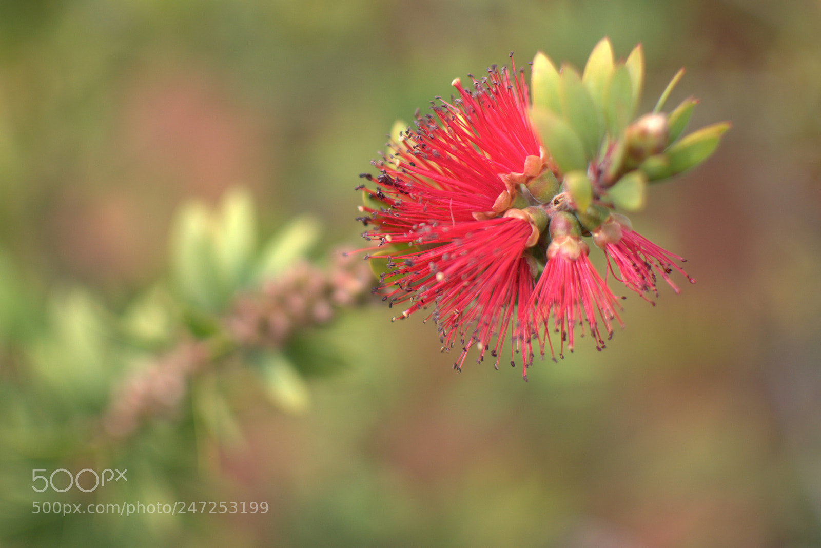 Nikon D3400 sample photo. Brush flowers - red photography