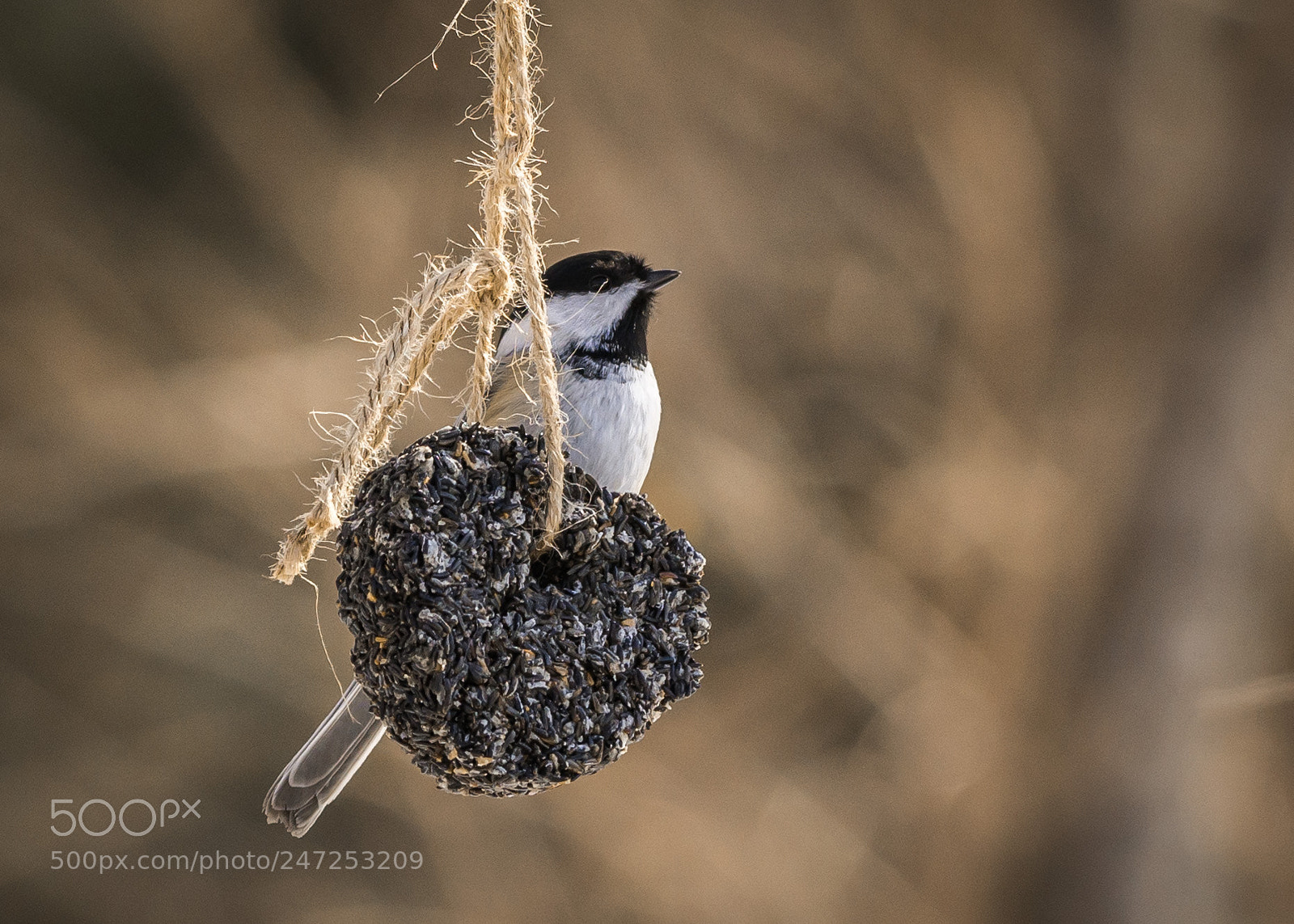 Nikon D7100 sample photo. Black-capped chickadee on a photography