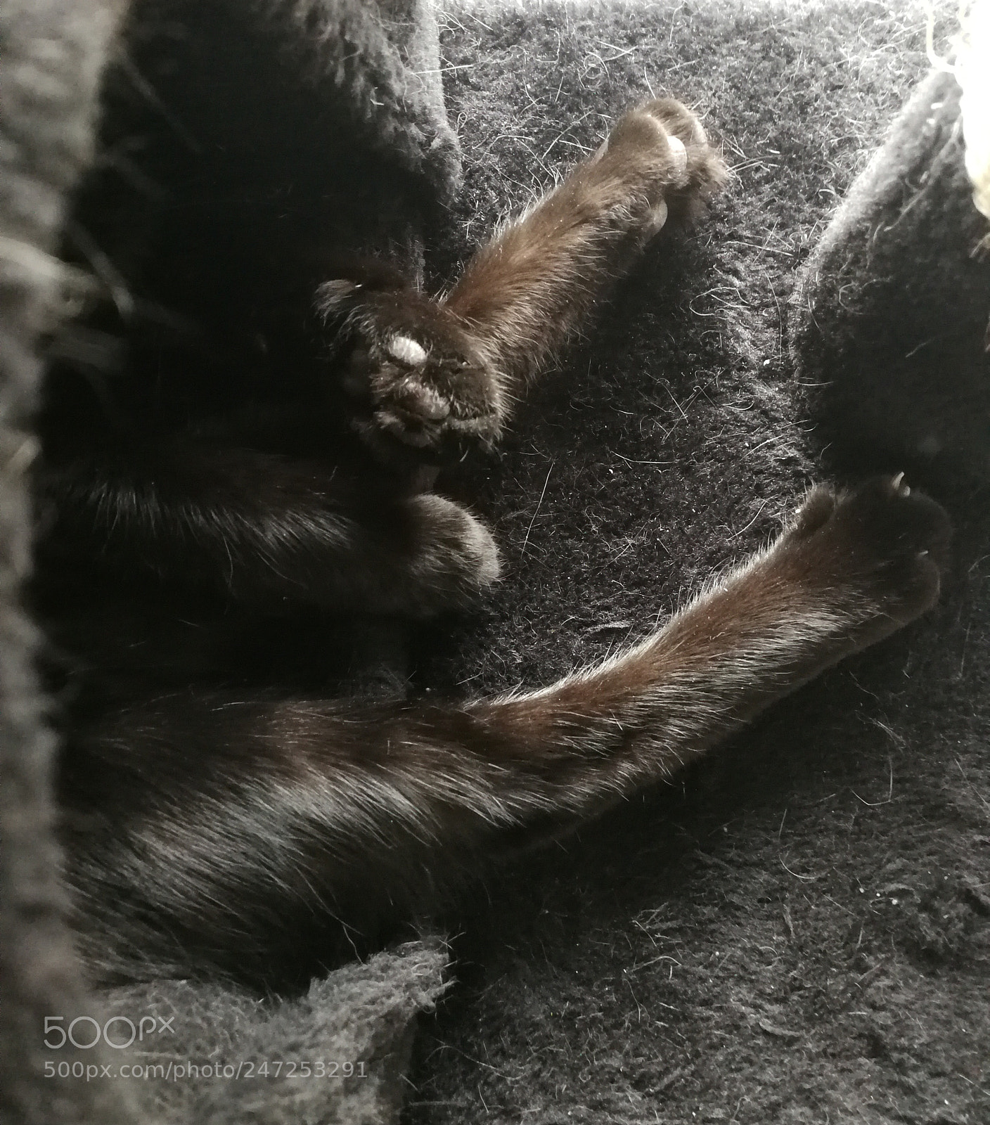 HUAWEI P10 sample photo. Cat photography