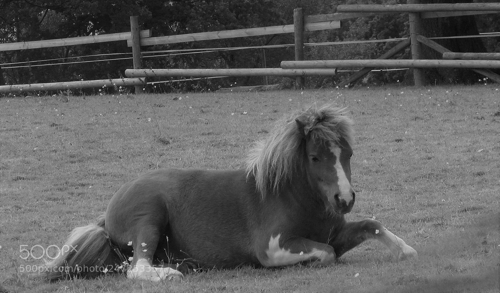 Canon PowerShot SX510 HS sample photo. 685.jpg photography