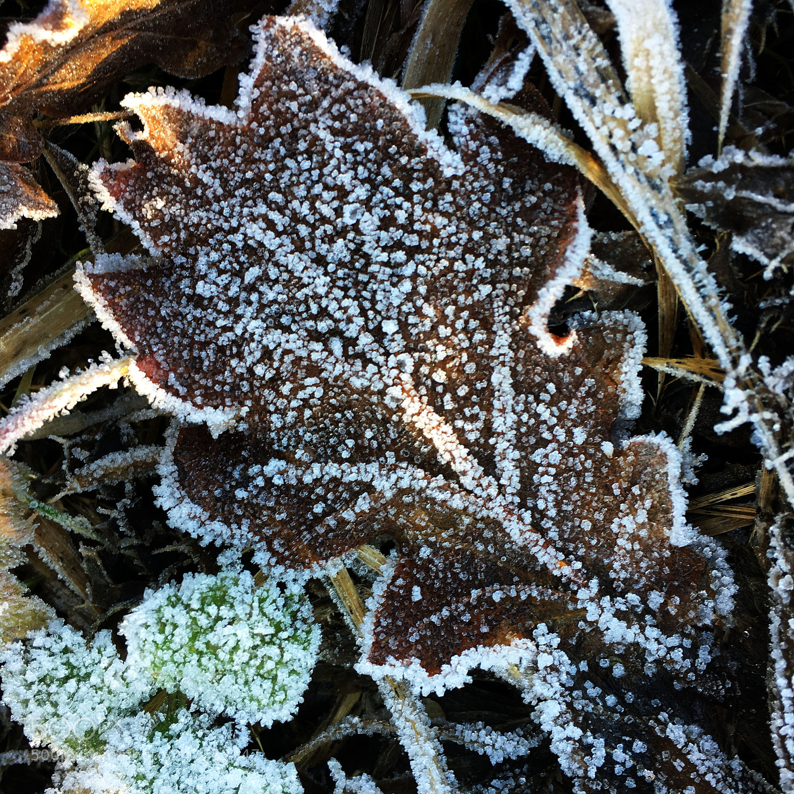 Apple iPhone 6s sample photo. Frost photography