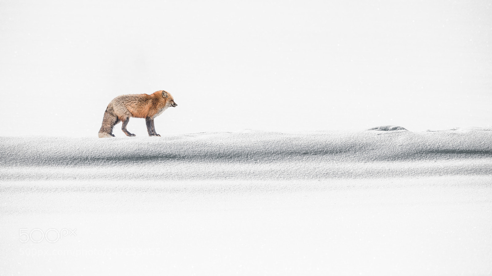Nikon D850 sample photo. Retouch red fox in photography