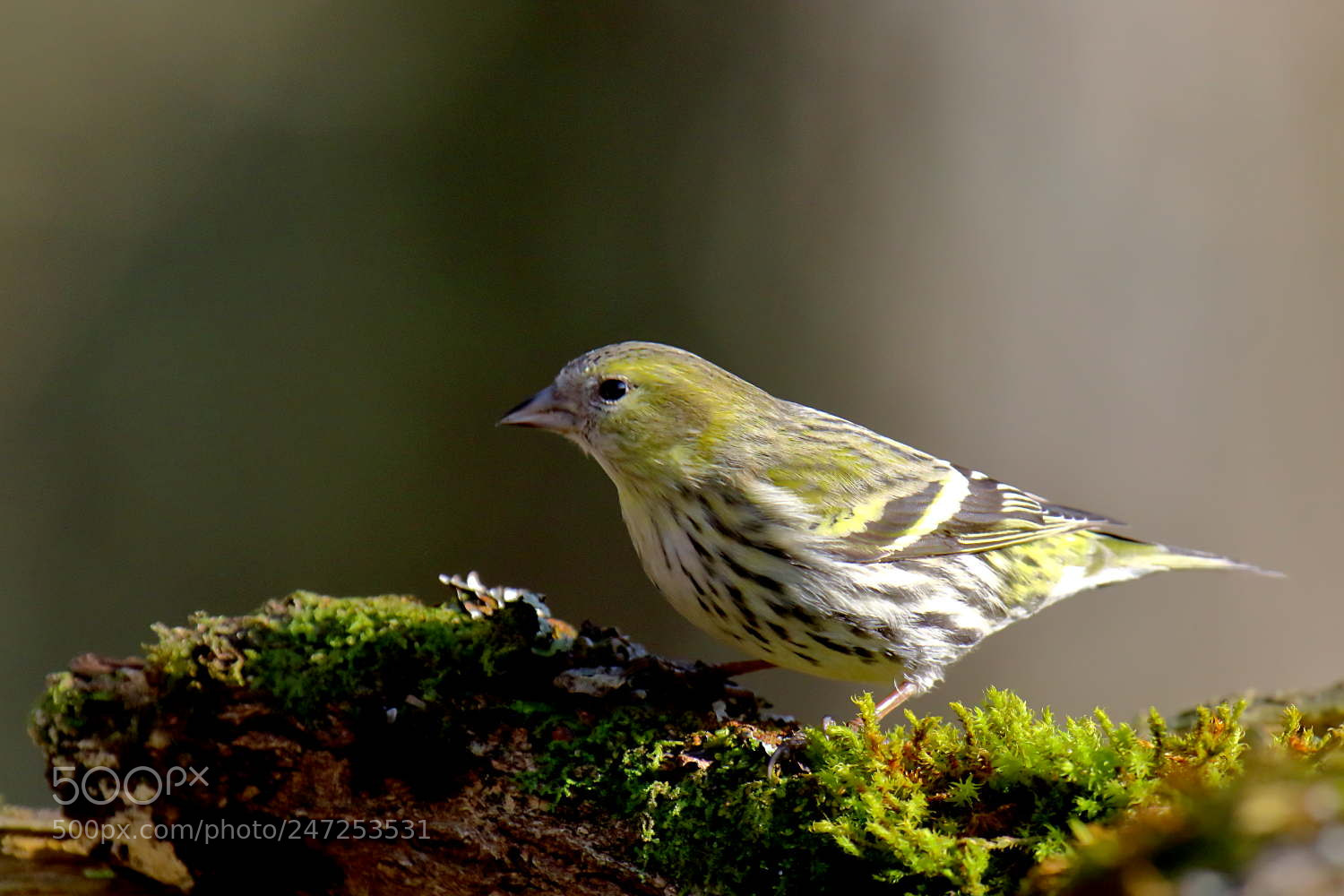 Canon EOS 7D Mark II sample photo. Tarin des aulnes femelle photography
