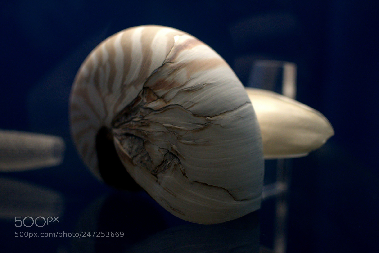 Nikon D3400 sample photo. Gastopod photography