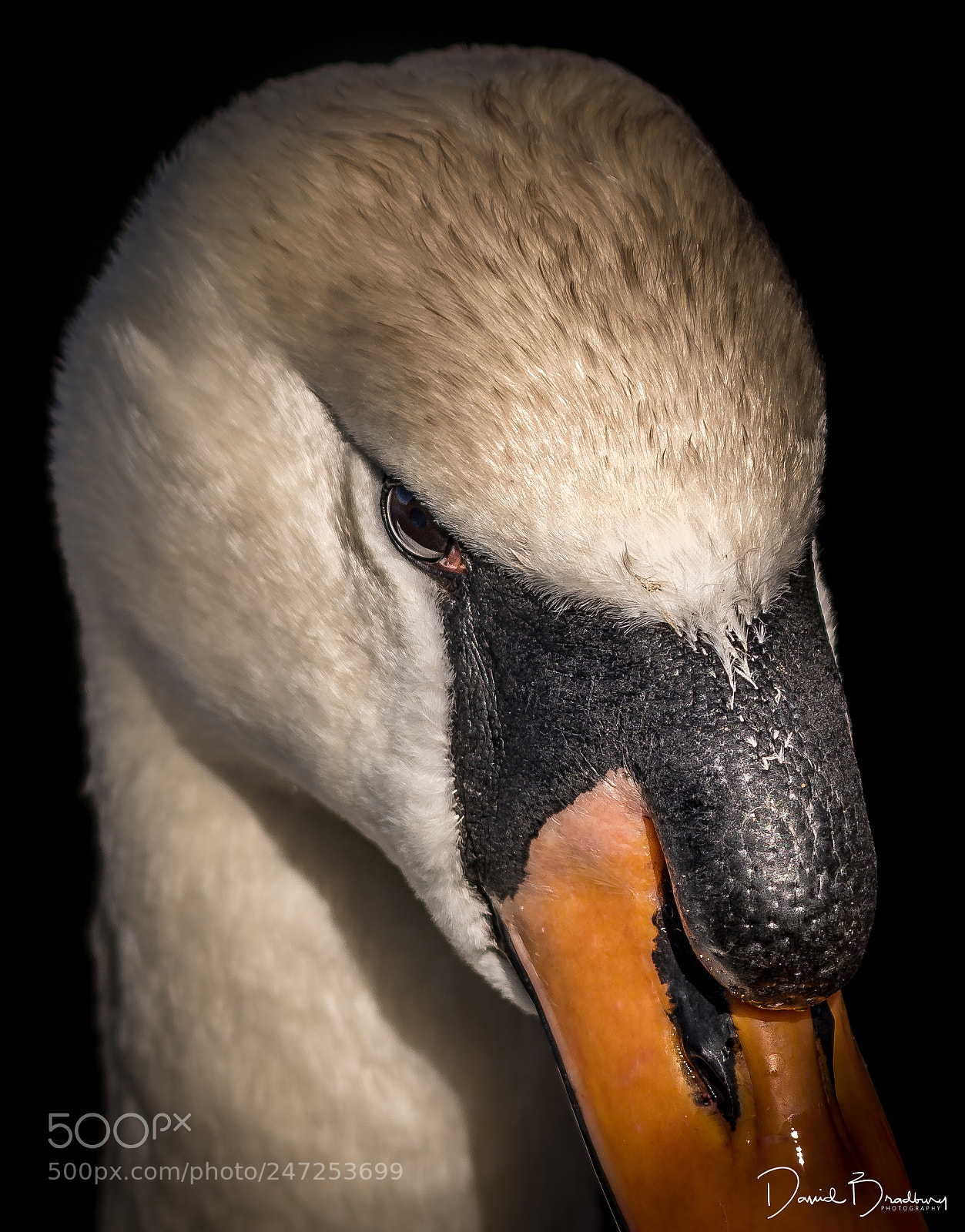 Nikon D500 sample photo. Mute swan photography