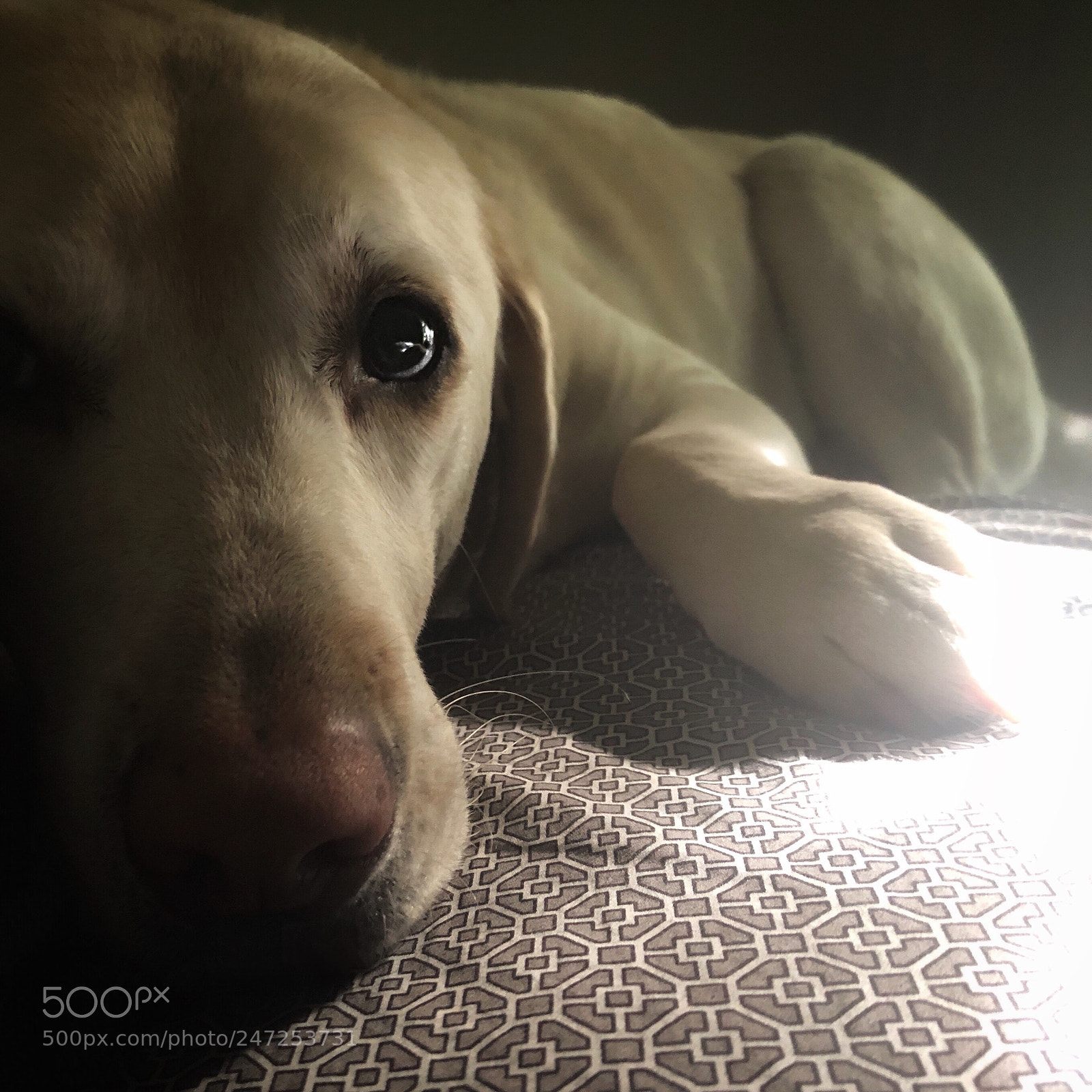 Apple iPhone 8 Plus sample photo. My labrador - alfie photography