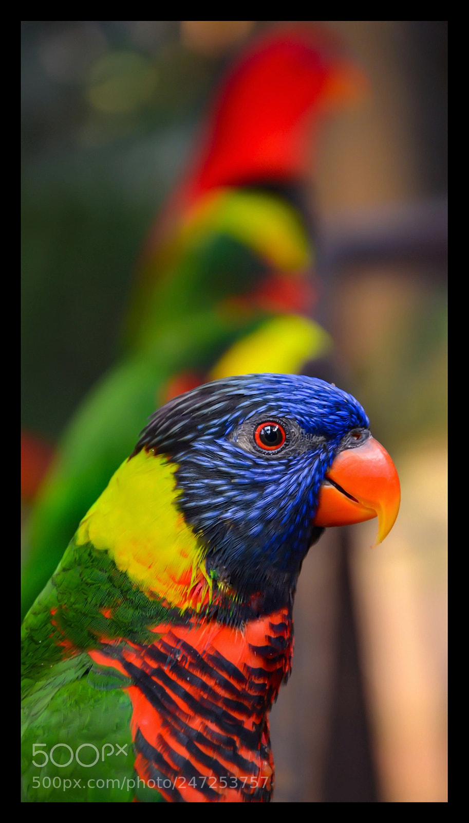 Nikon D5100 sample photo. The feathered rainbow photography