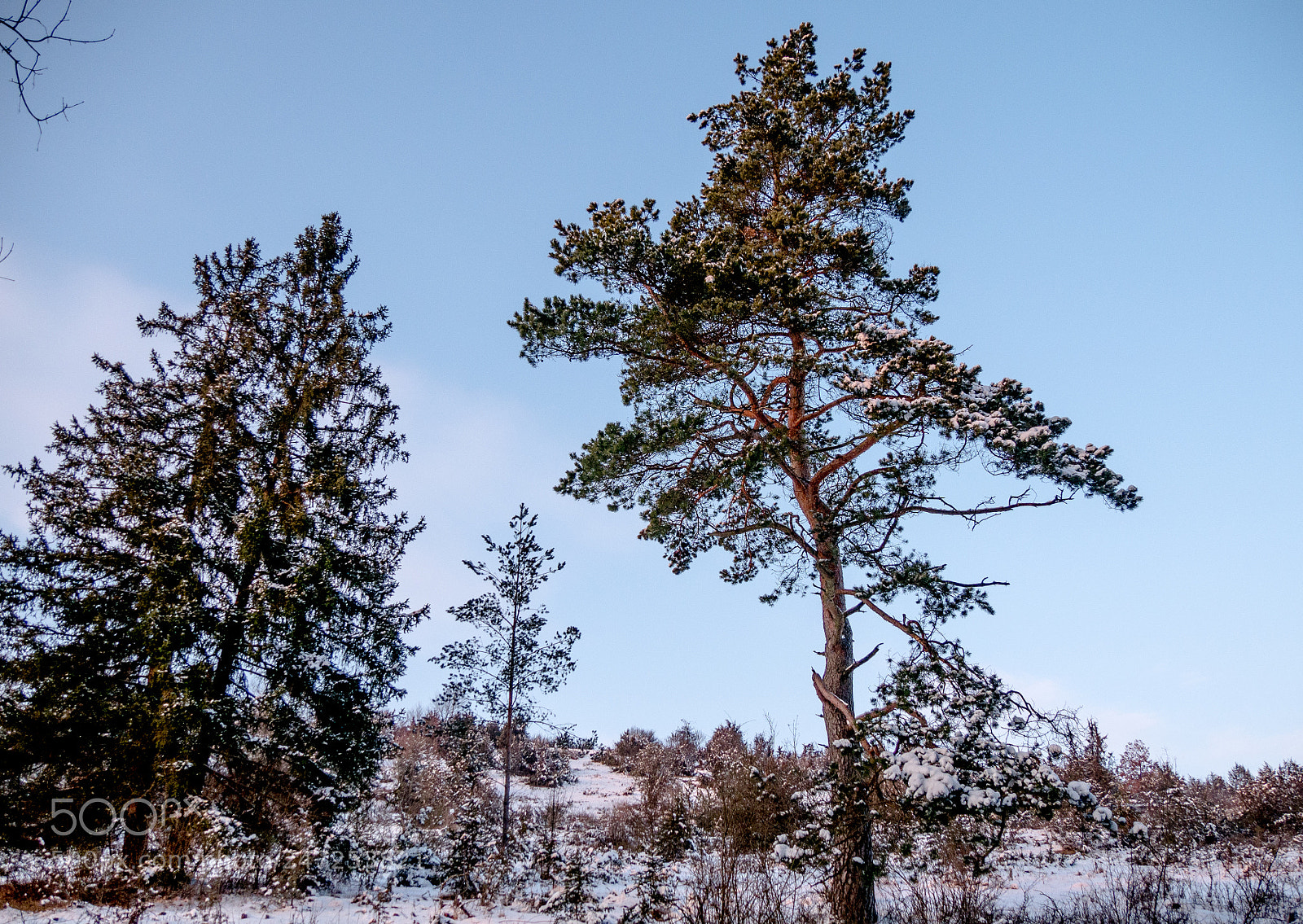 Panasonic DMC-G70 sample photo. Pines in winter photography