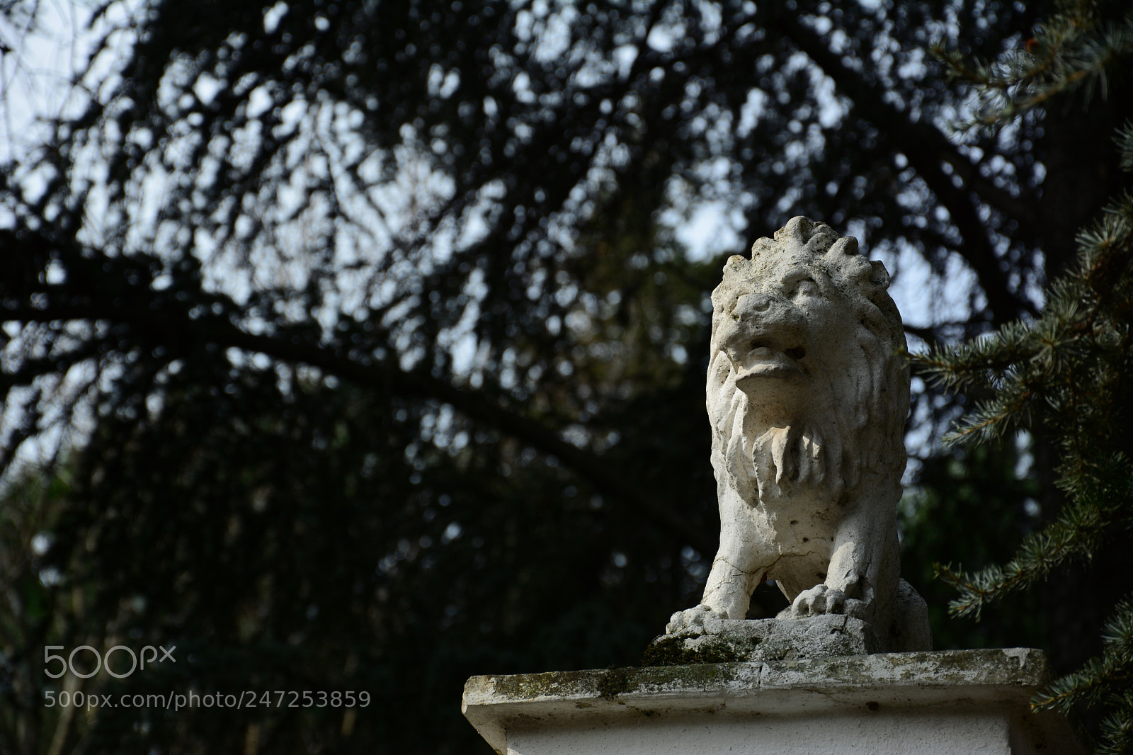 Nikon D7100 sample photo. Lion king photography
