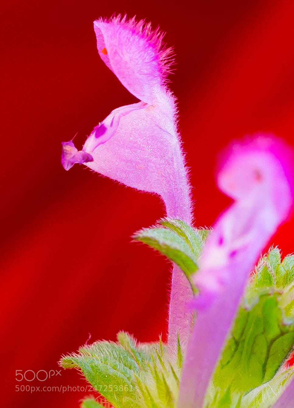 Panasonic Lumix DMC-G85 (Lumix DMC-G80) sample photo. Wild flower photography