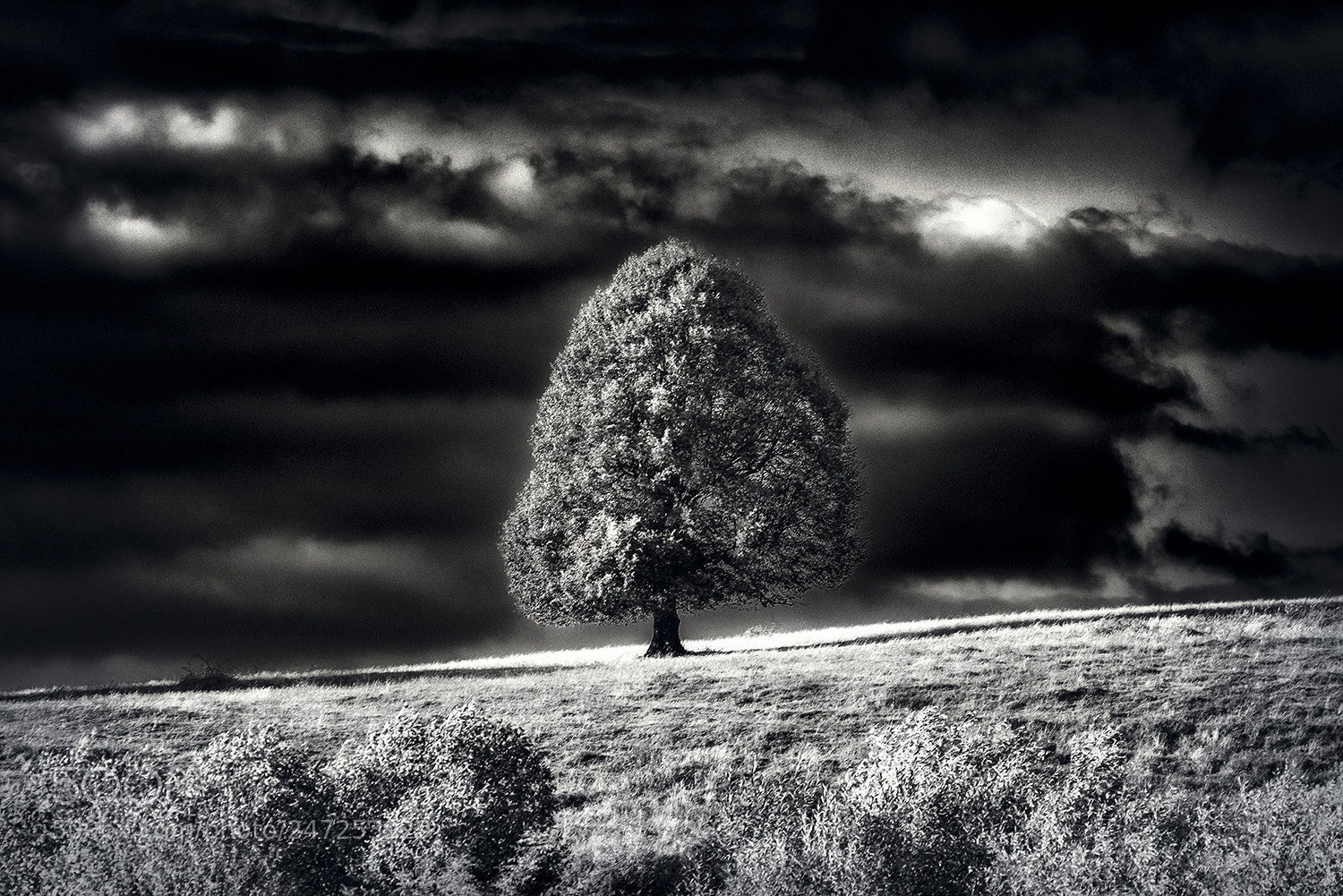 Nikon D610 sample photo. Alone photography