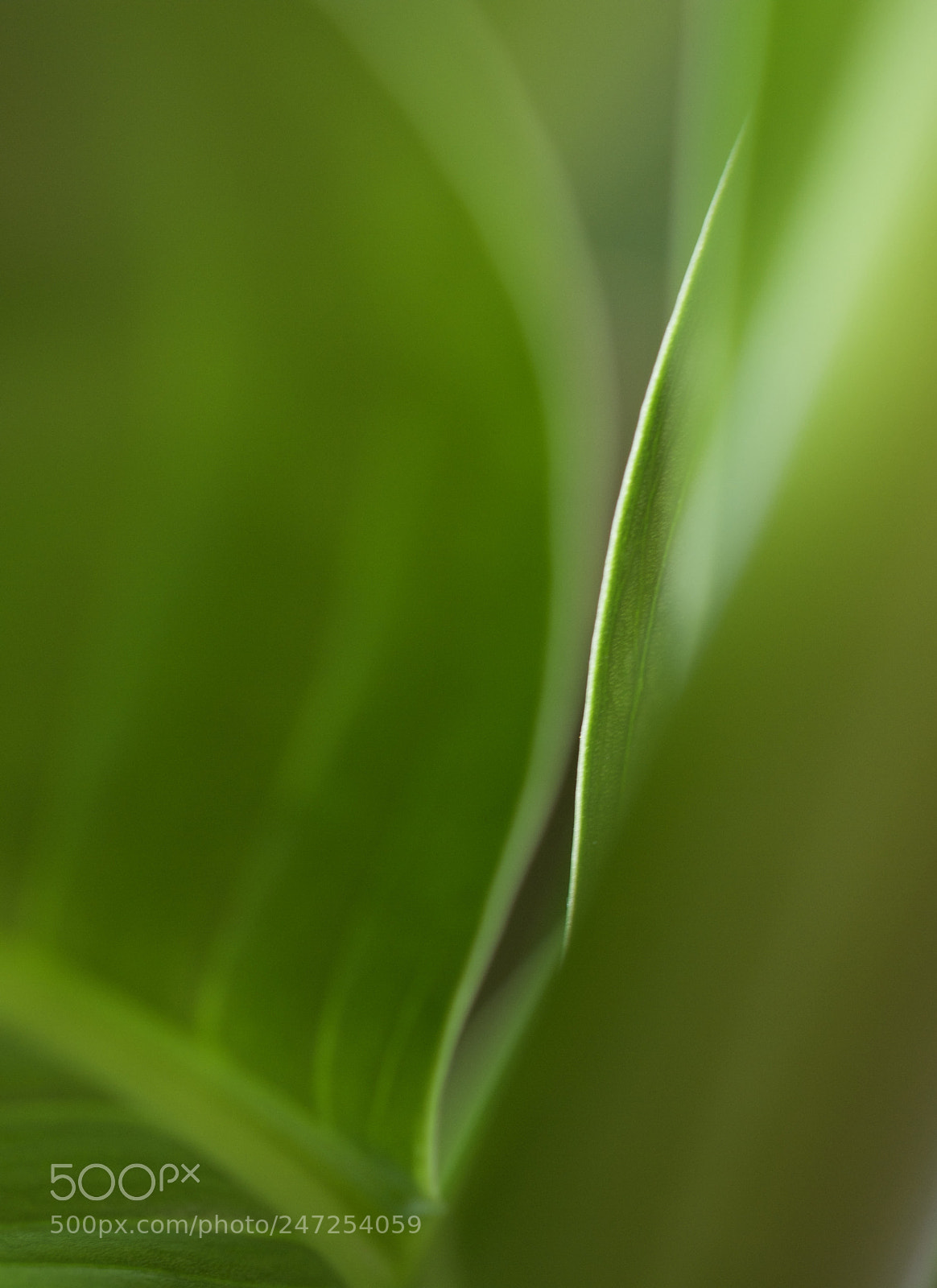 Nikon D7100 sample photo. Leafs photography