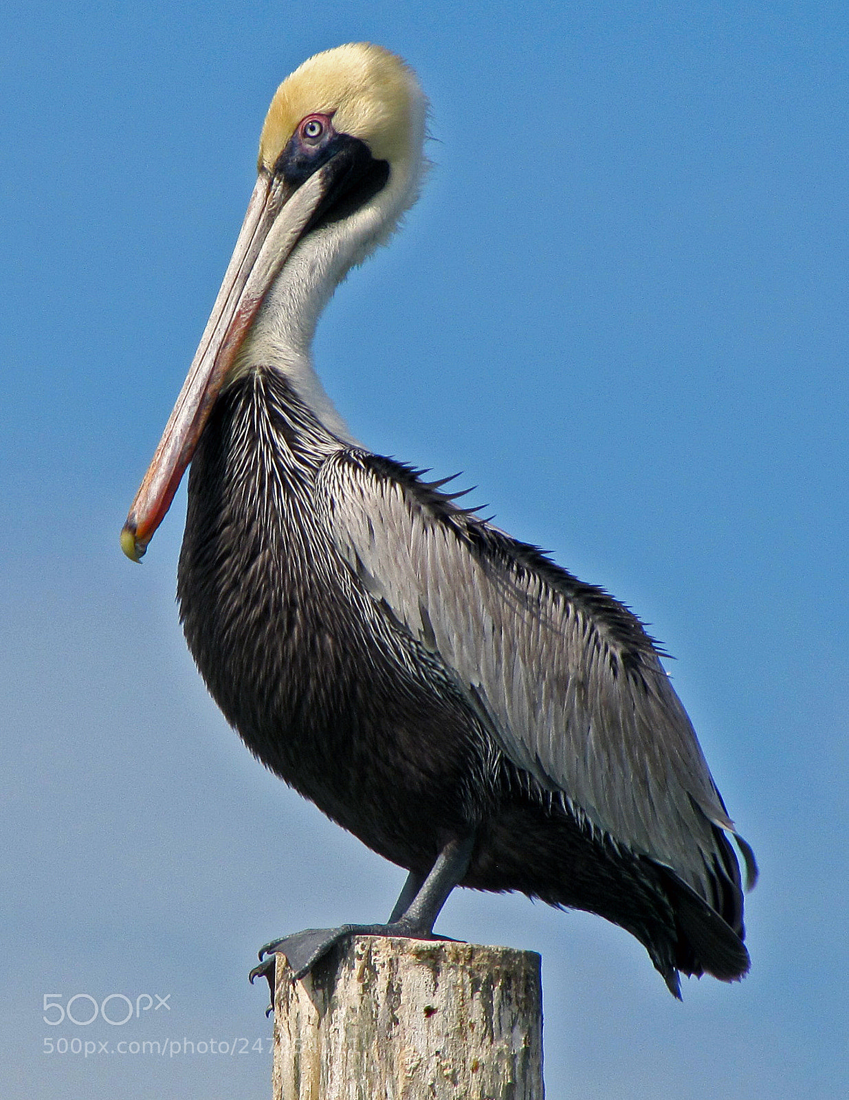 Canon PowerShot SX20 IS sample photo. Brown pelican photography