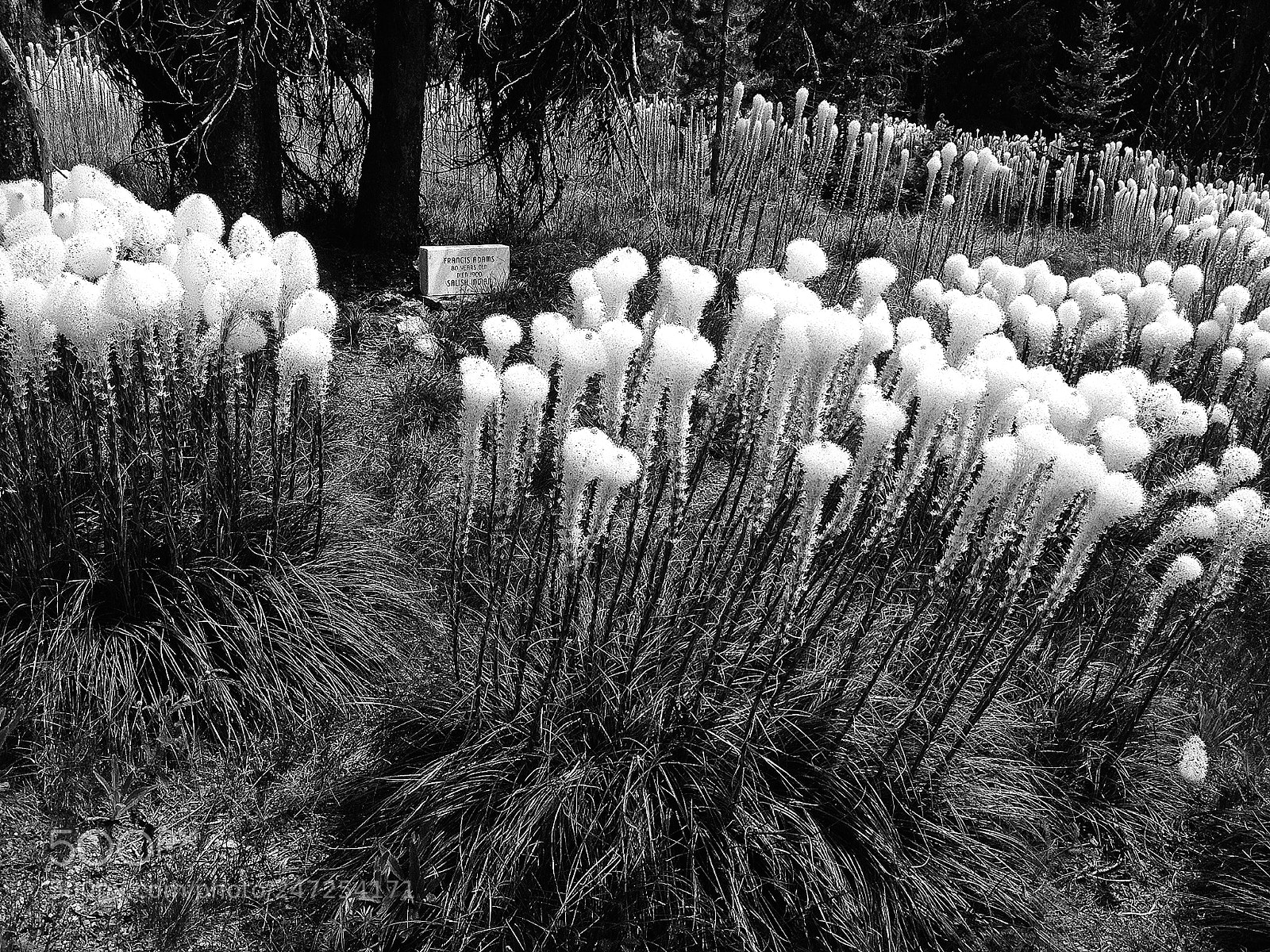 Apple iPad sample photo. Salish member francis adam's photography