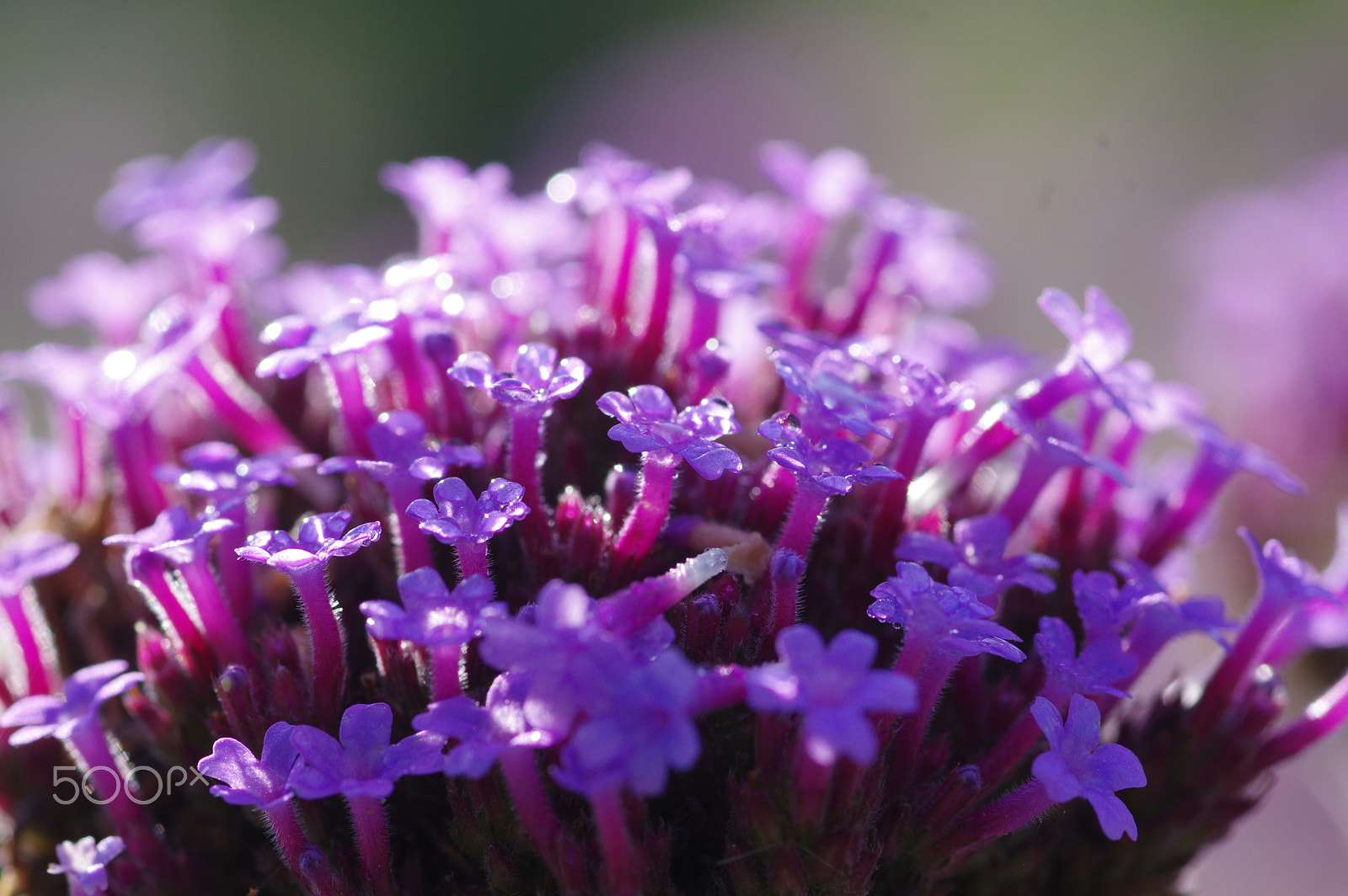 Pentax K-3 II + Pentax smc D-FA 100mm F2.8 Macro WR sample photo. Verbena photography