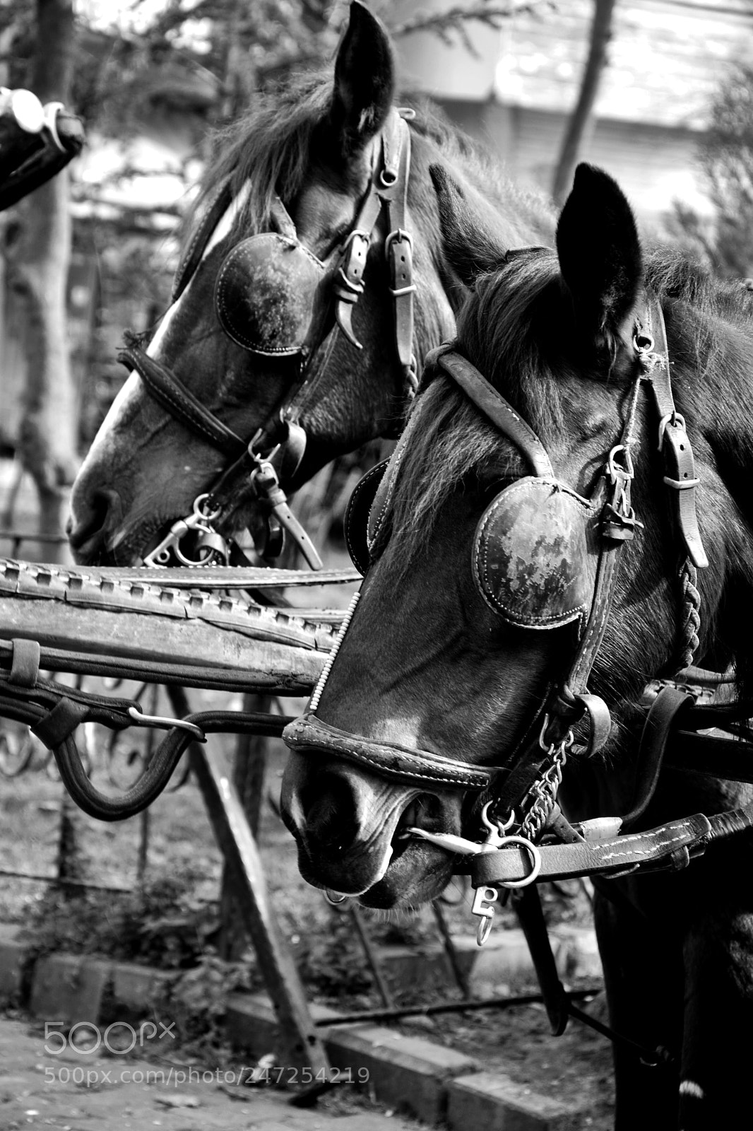 Nikon D7100 sample photo. Horses photography