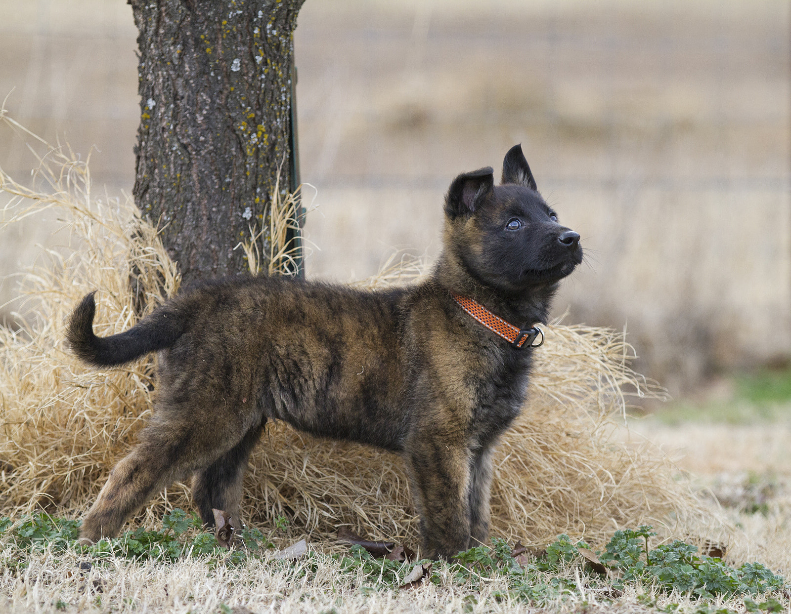 Canon EOS 7D sample photo. Looking proud! photography